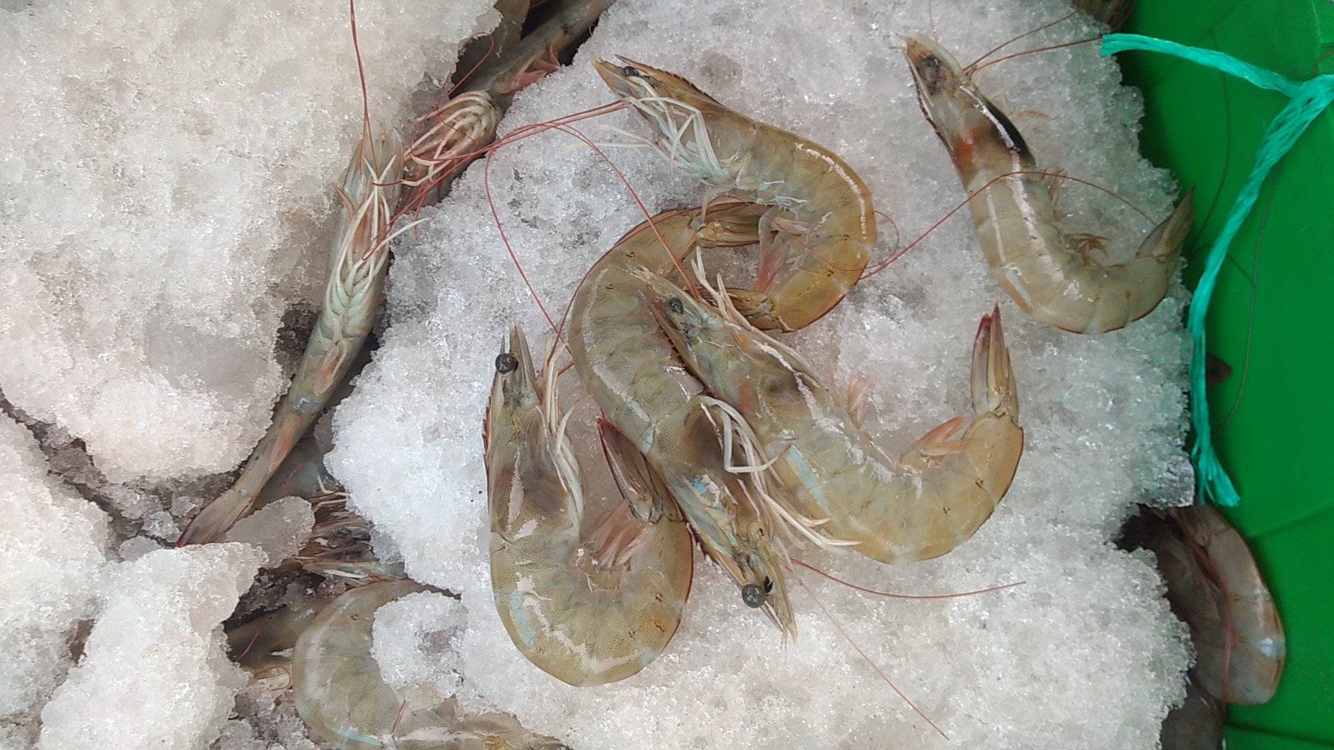 Pescadería y mariscos "los gemelos" image 1