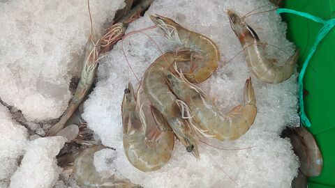 Pescadería y mariscos "los gemelos" image 1