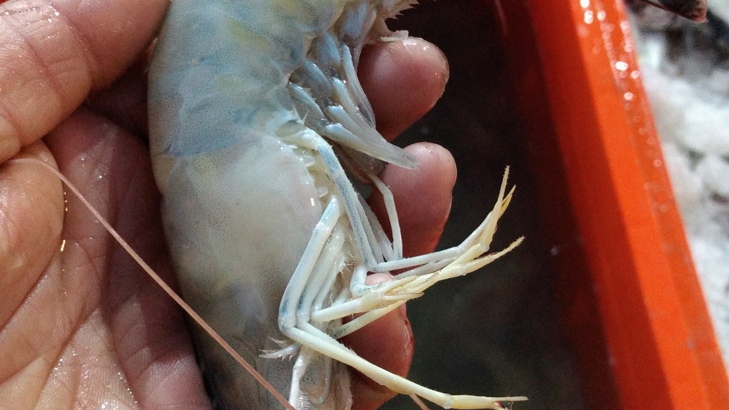 Pescadería y mariscos "los gemelos" image 2