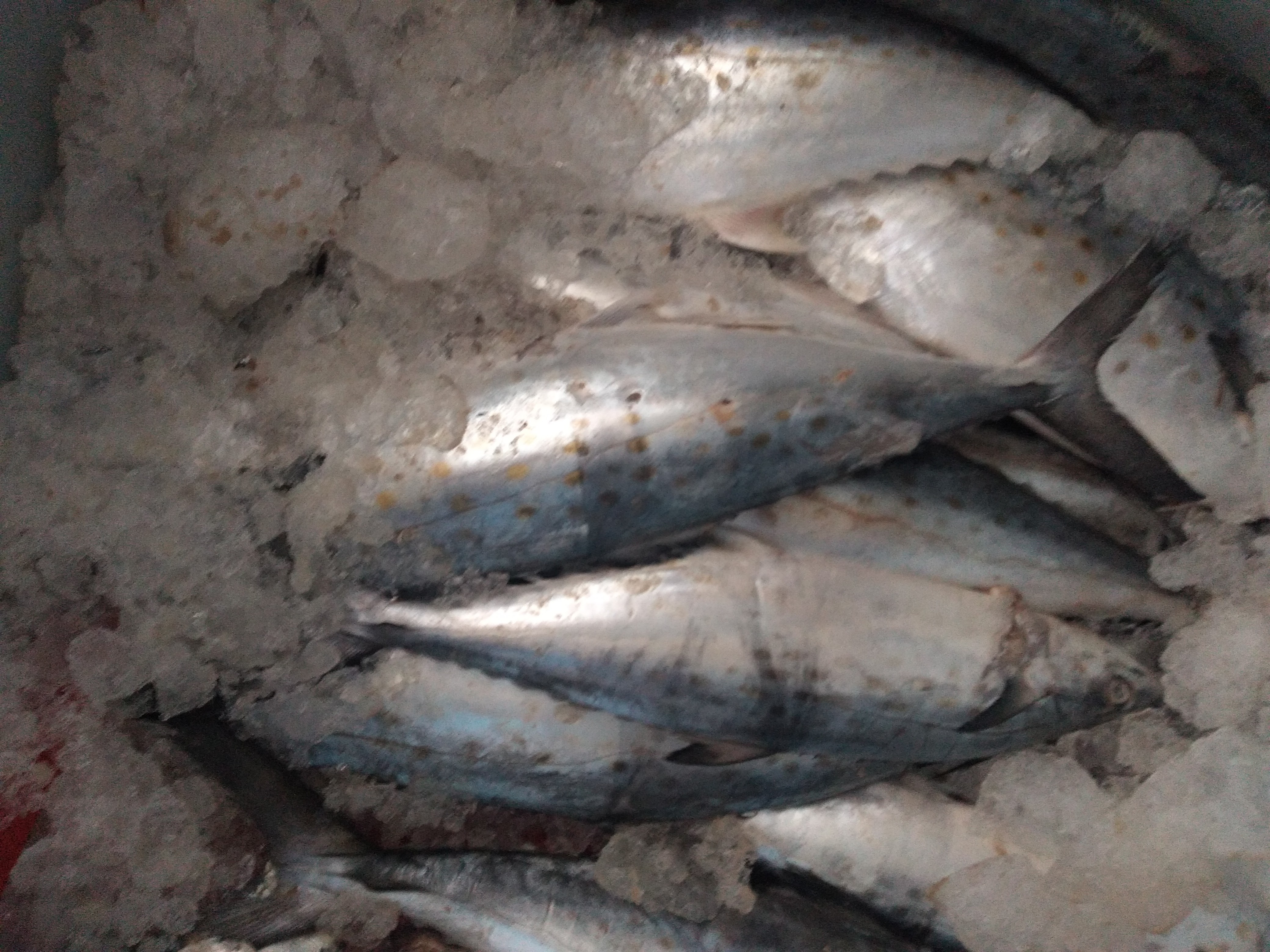 Pescadería y mariscos "los gemelos" image 3