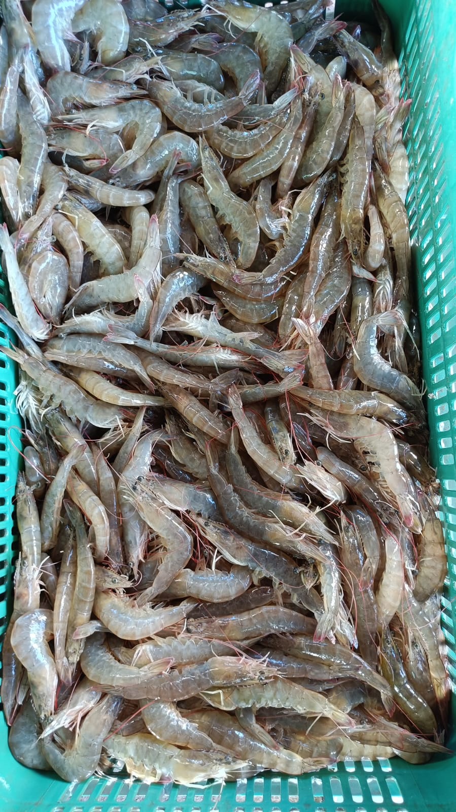 Pescadería y mariscos "los gemelos" image 4