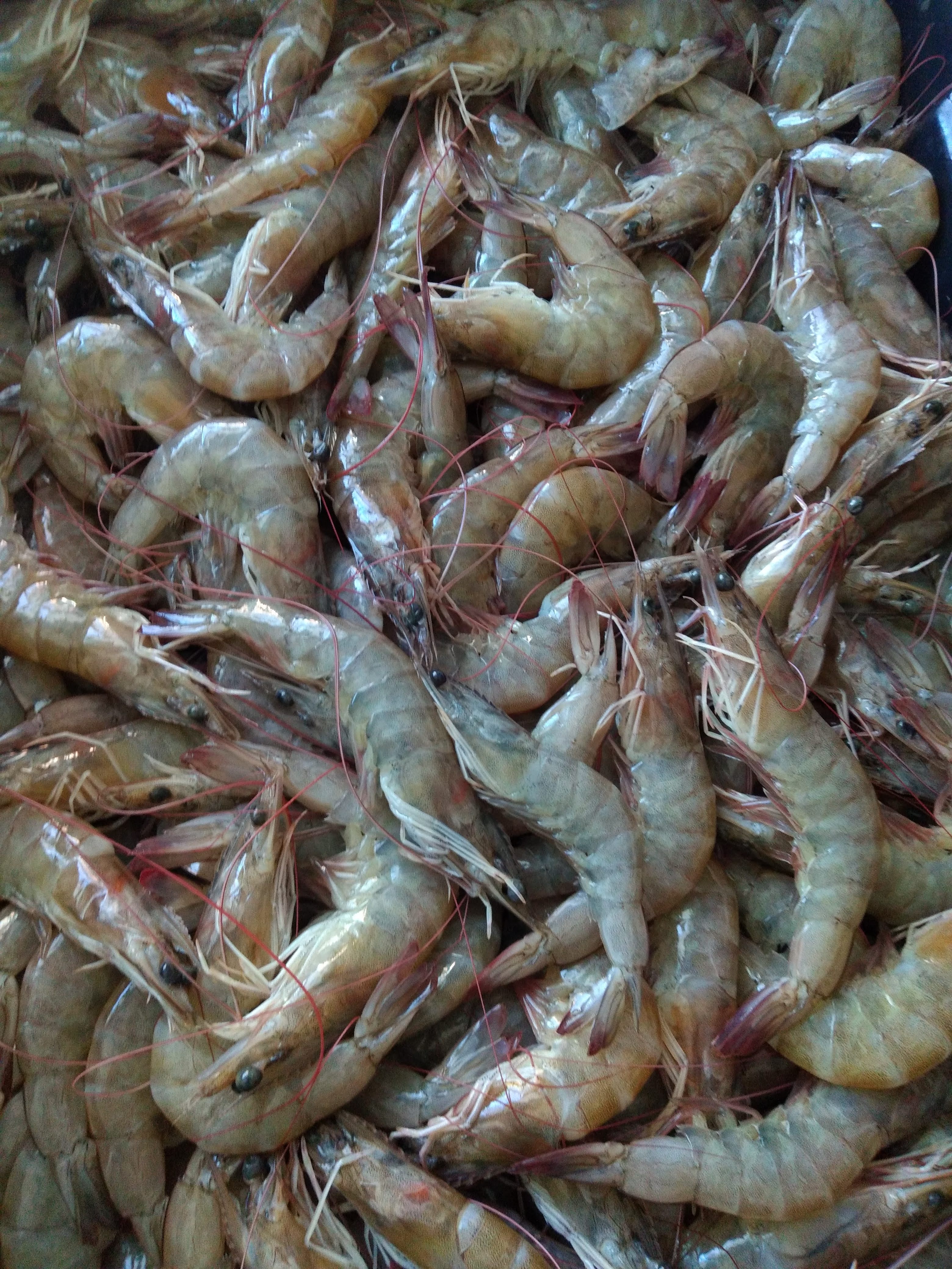 Pescadería y mariscos "los gemelos" image 9