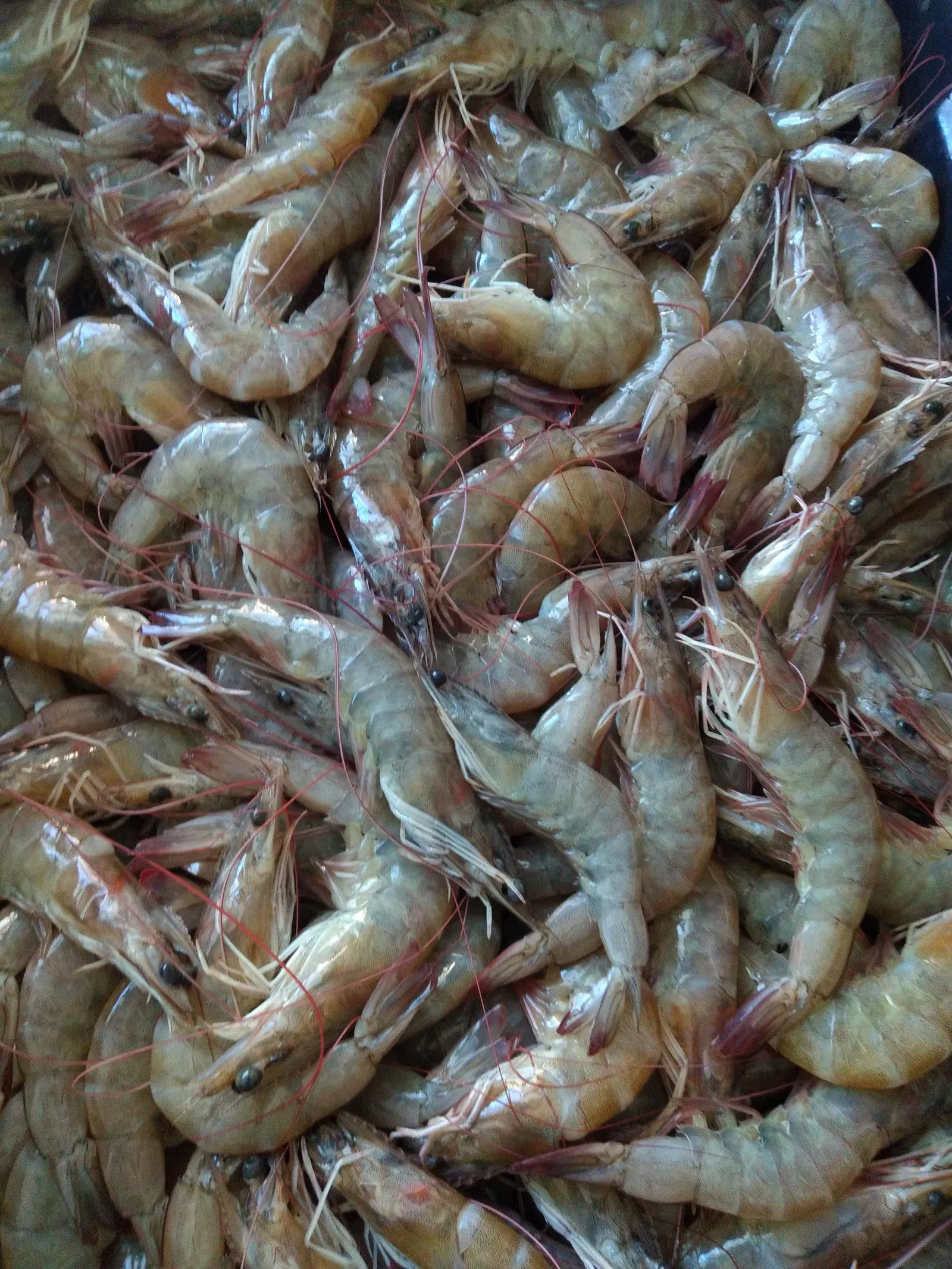 Pescadería y mariscos "los gemelos" image 9