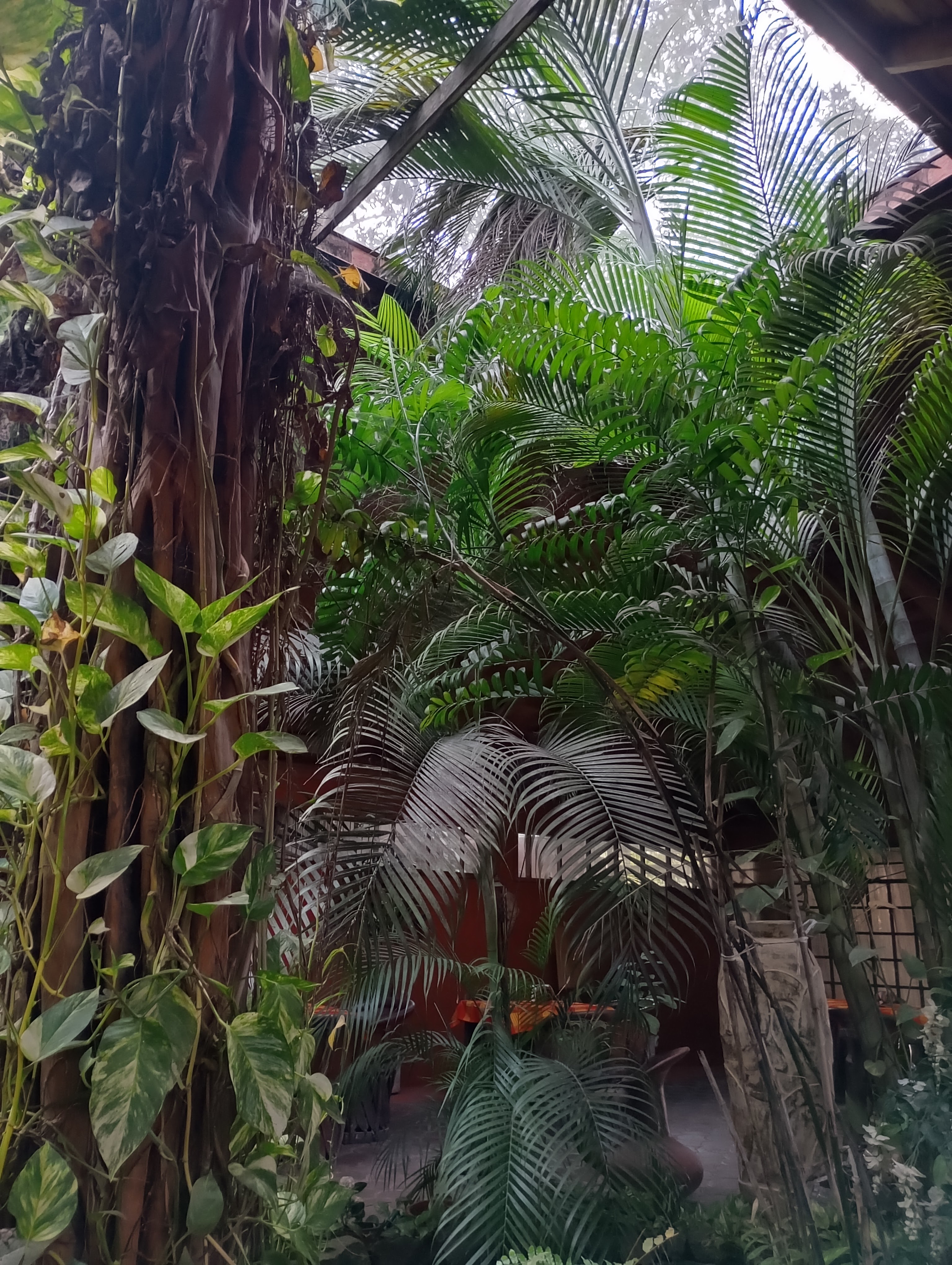 Mayaguel Restaurant image 4