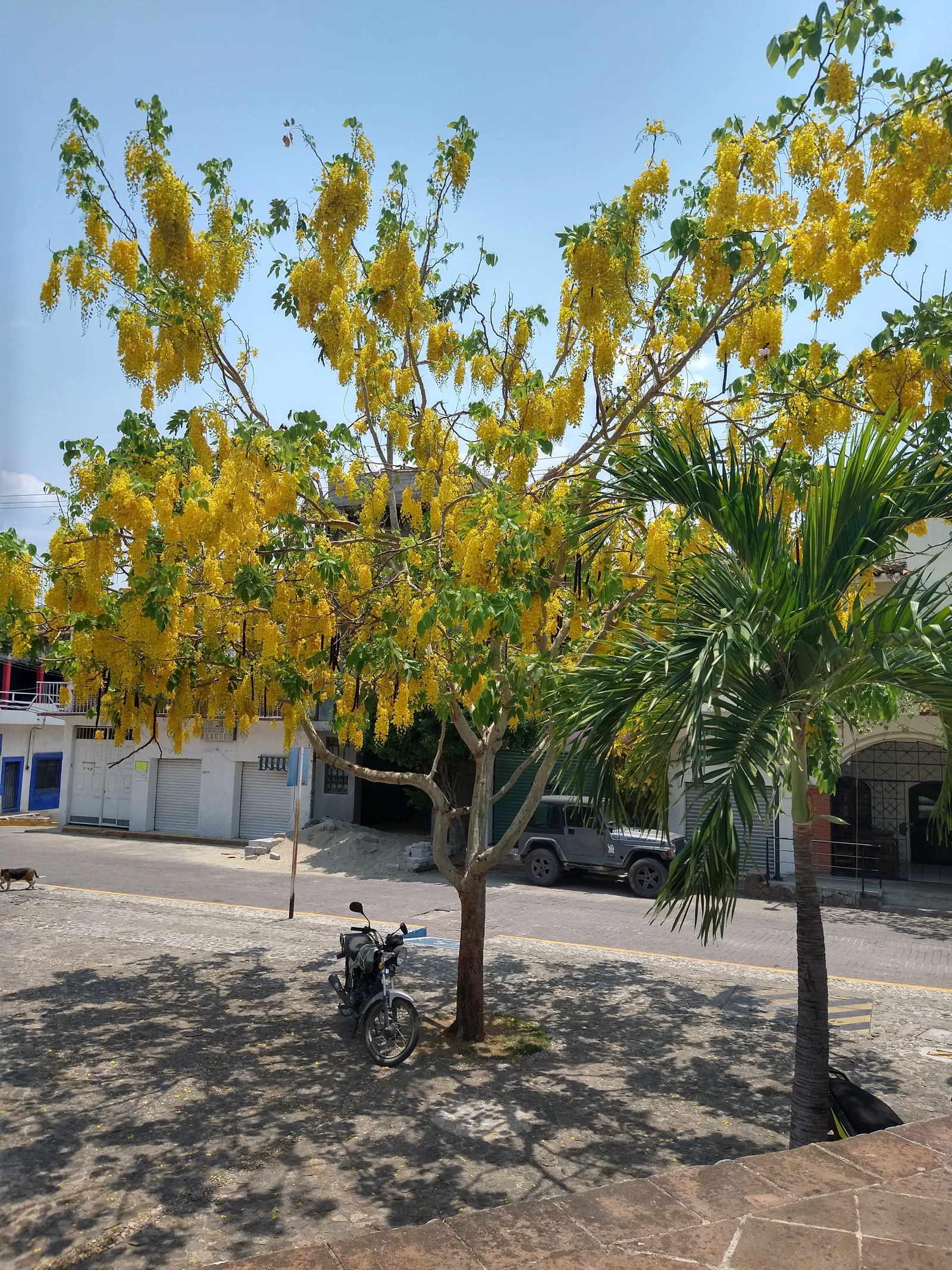Las Flores image 10