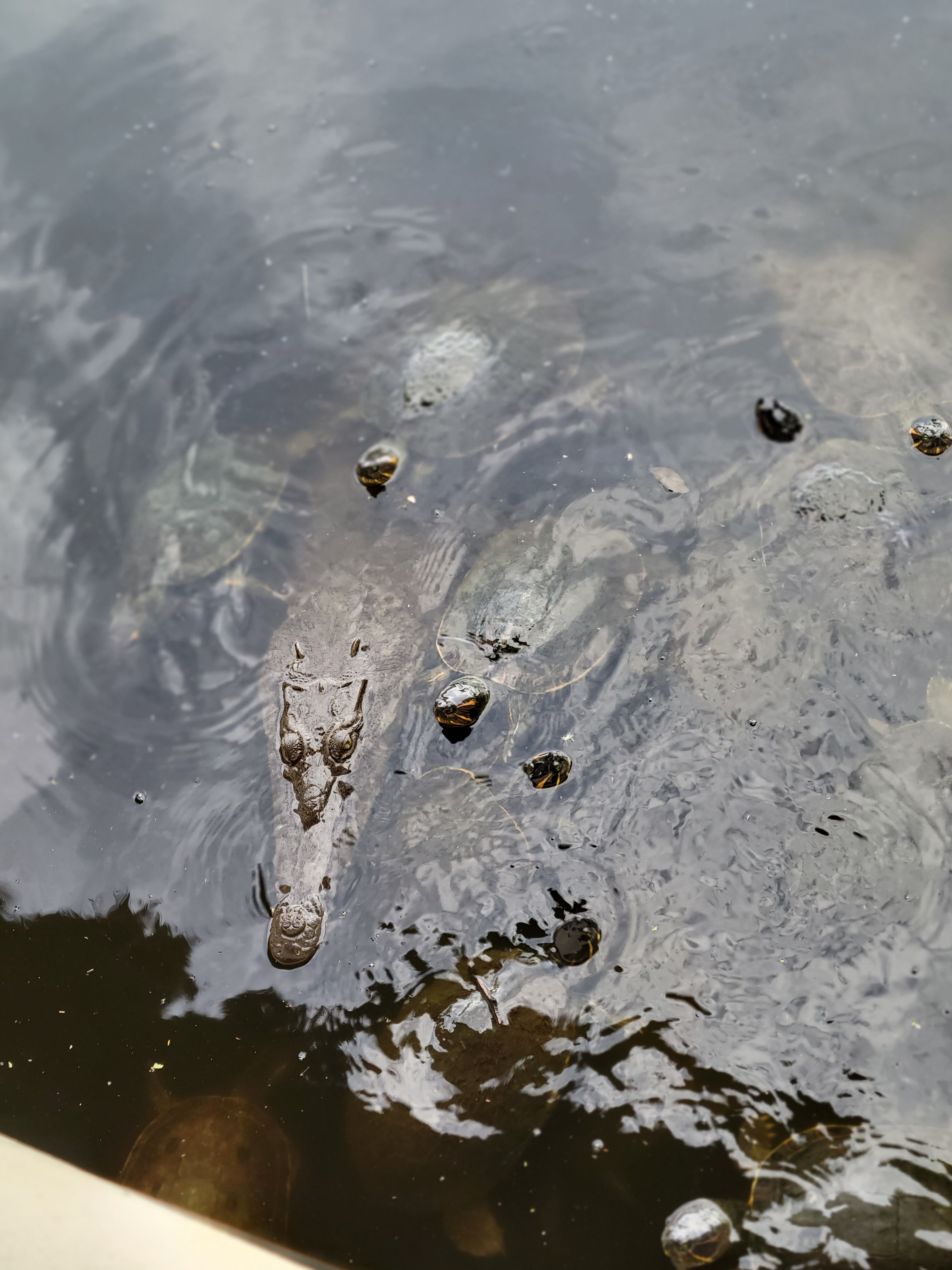 The Blue Shrimp Nuevo Vallarta image 9