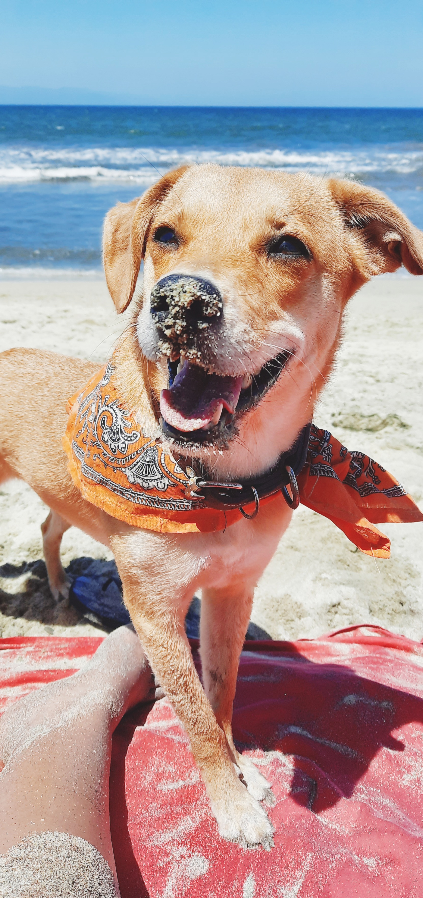 Fibba Club De Playa, Certificada Con Blue Flag image 8