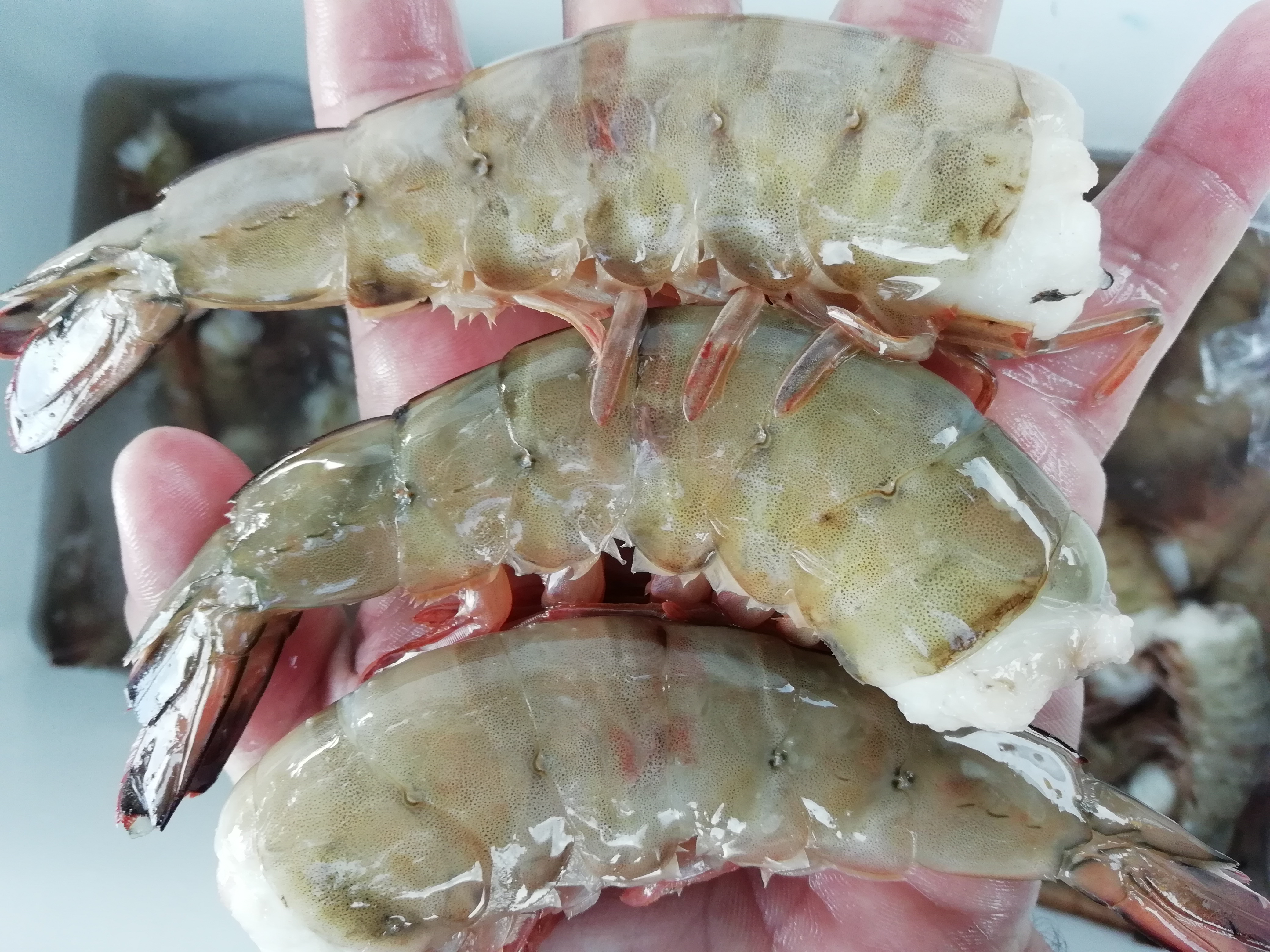 Mariscos Frescos "El Ancla" image 10