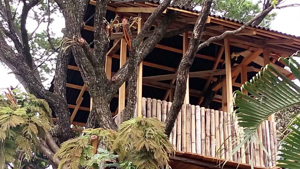 La casa del árbol image 4