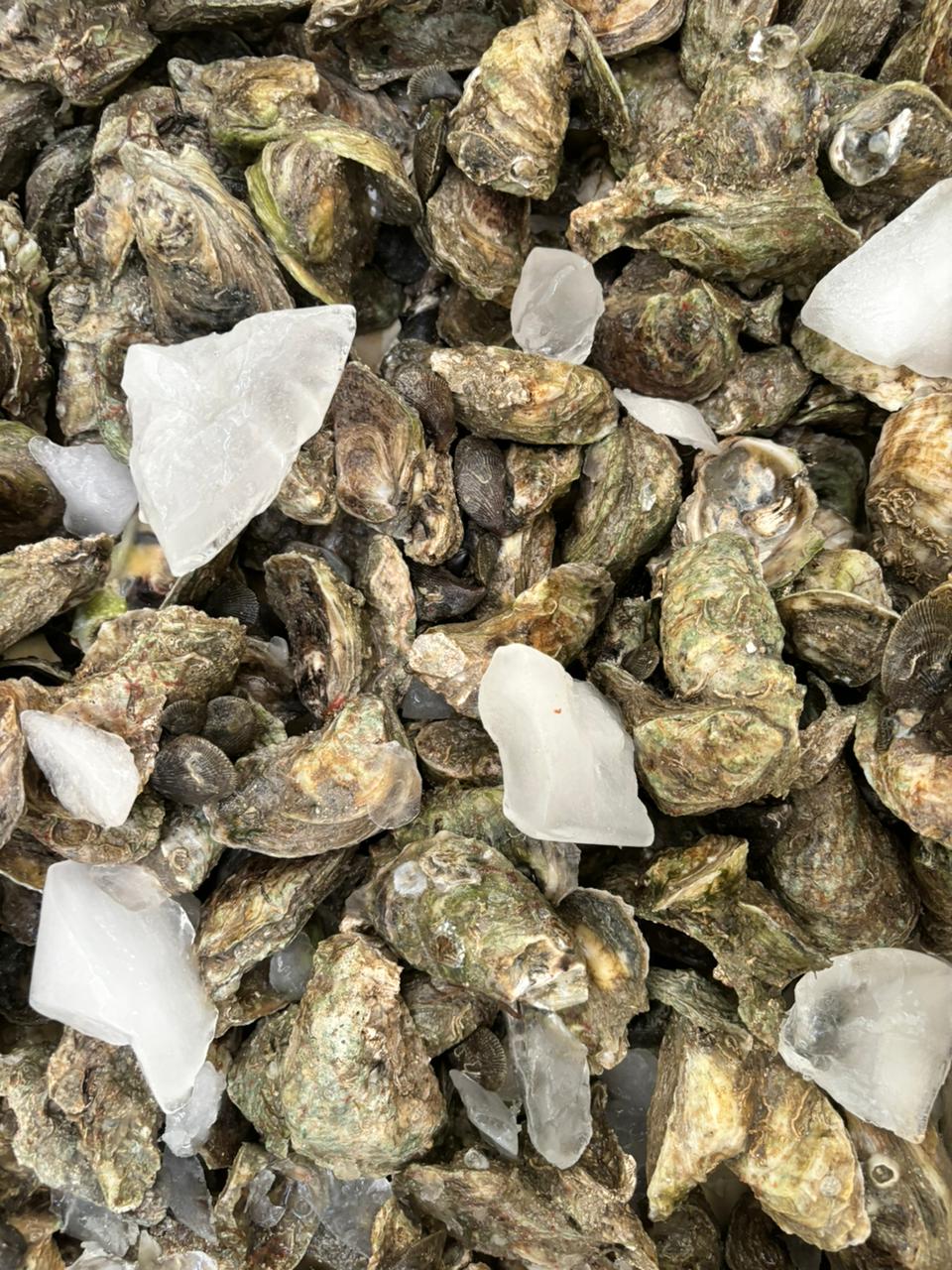 La Cruderia 13 image 2