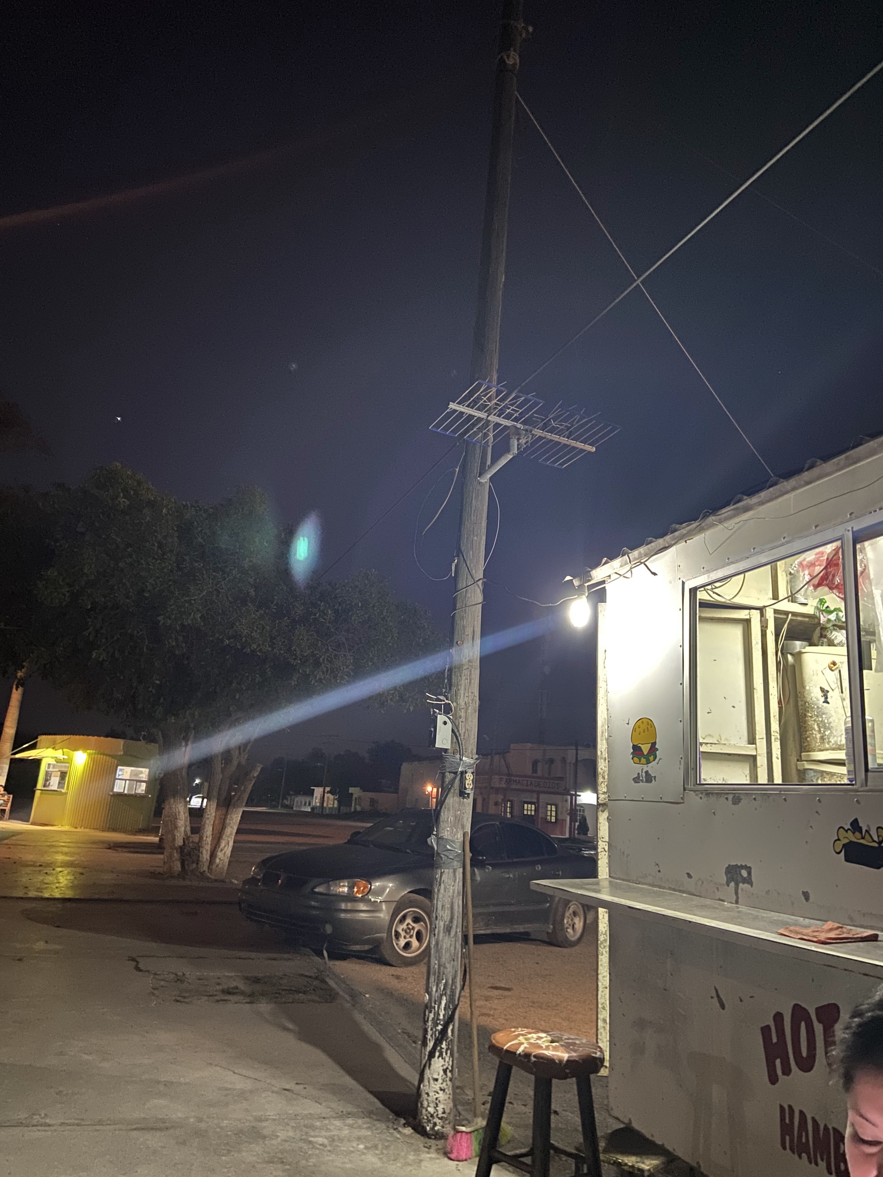 Hot Dog angelica image 2