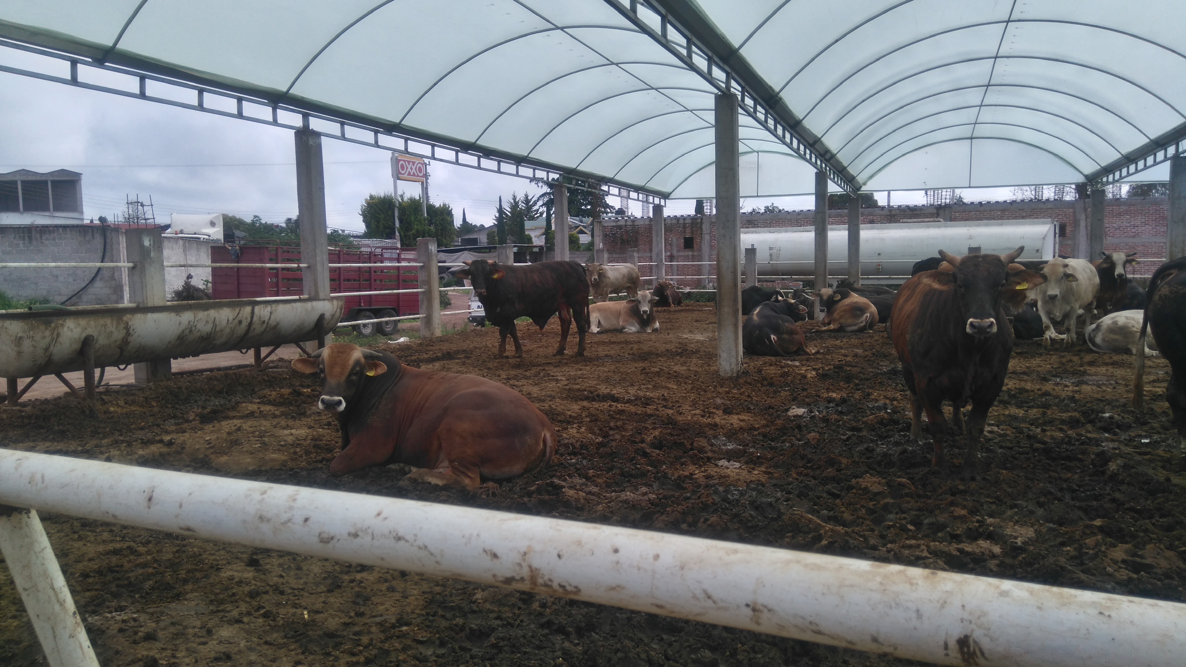 Pizzas a la leña "El Chino" image 7