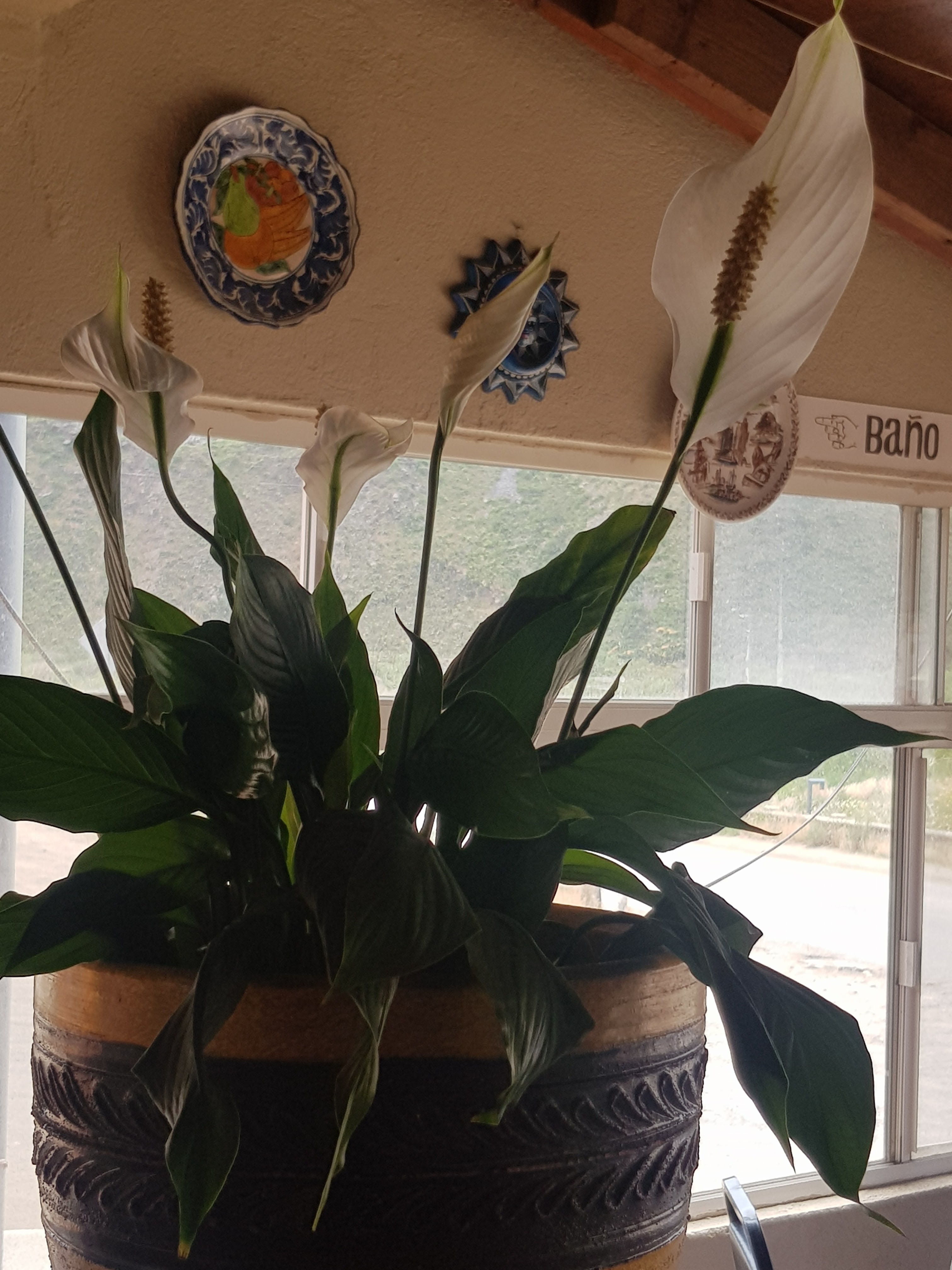 Restaurante Paola's image 5