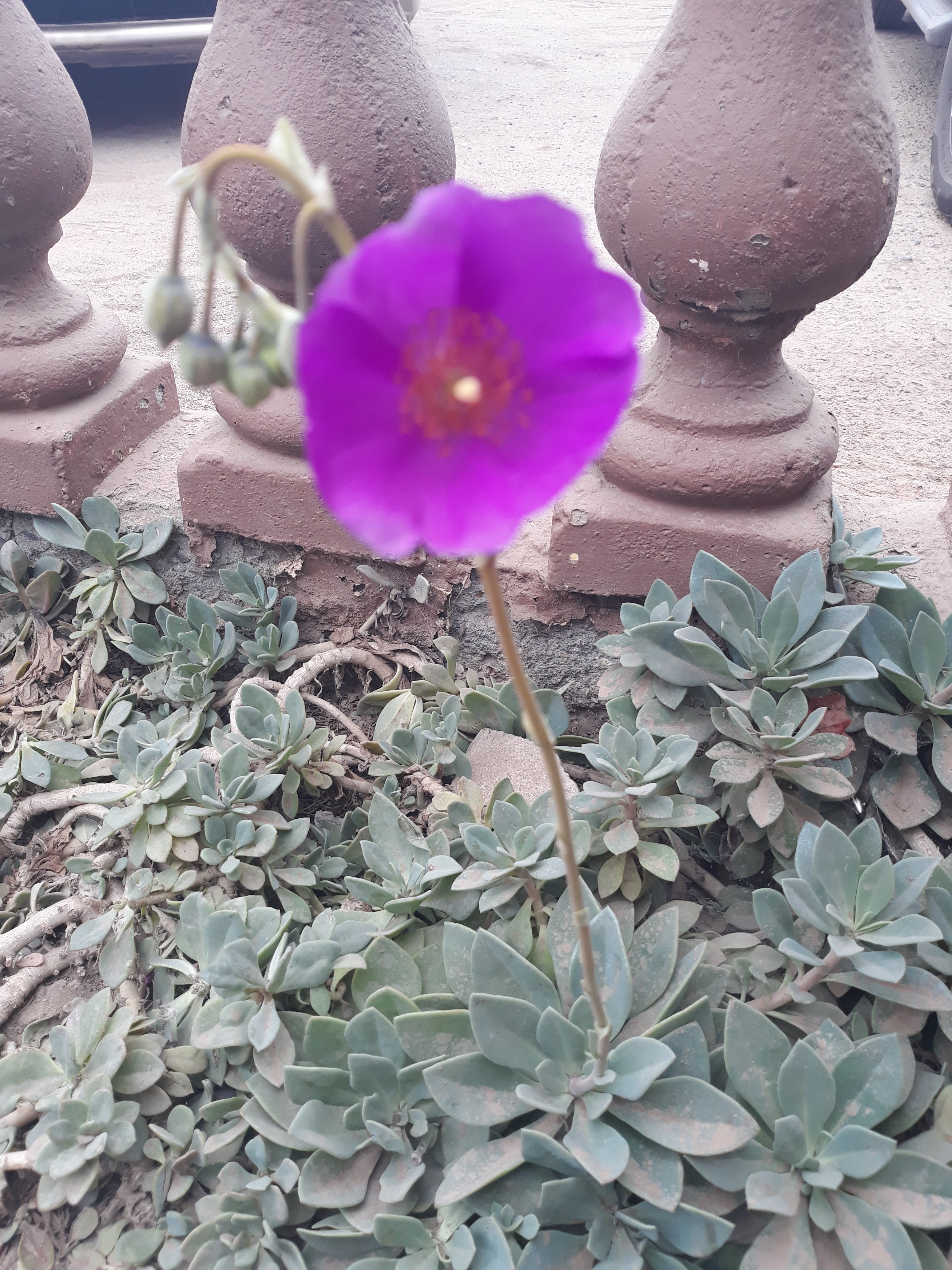 Loncheria La Mision image 6