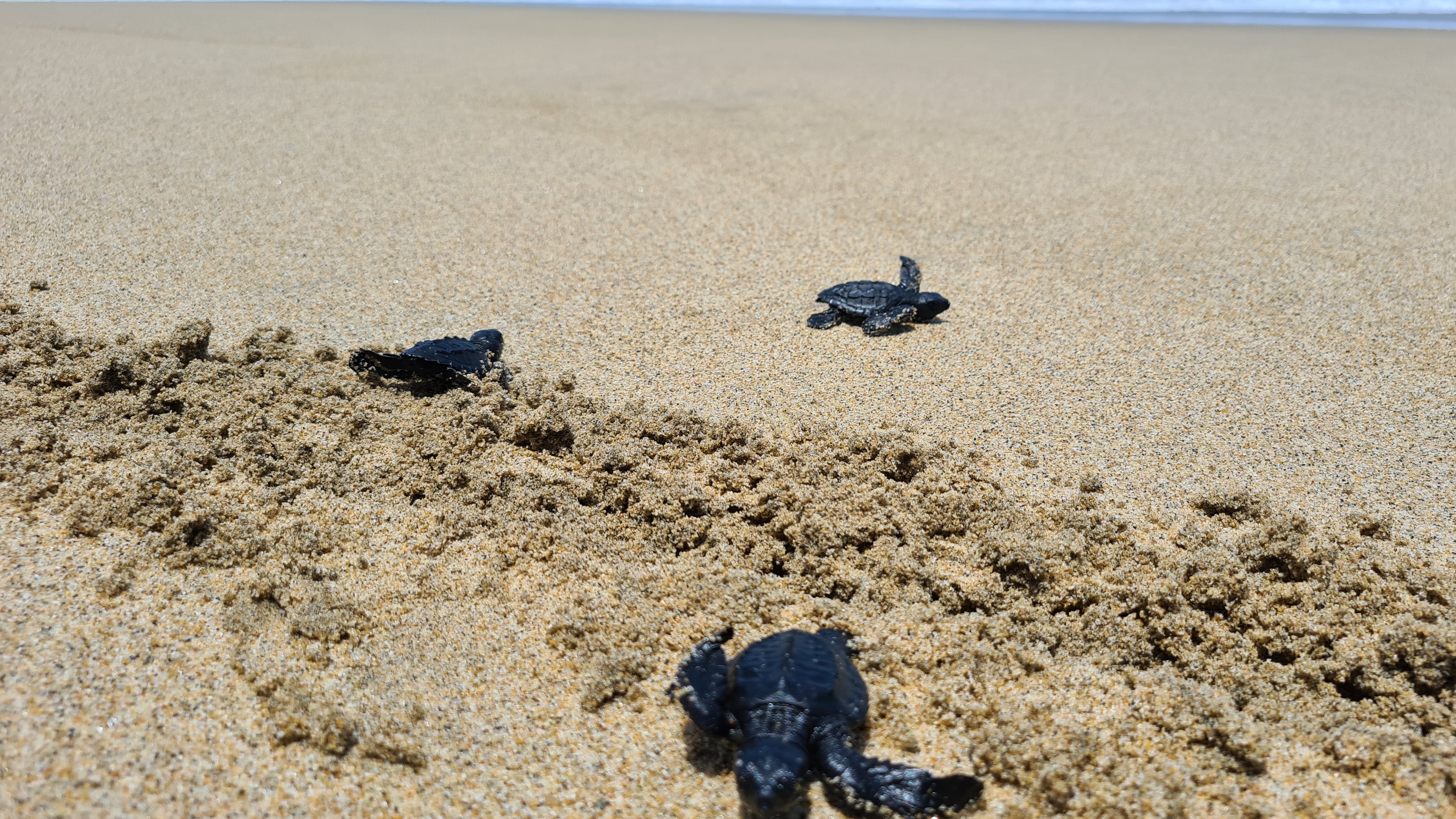 El Escondite Del Pescador (EL BURRO) image 9