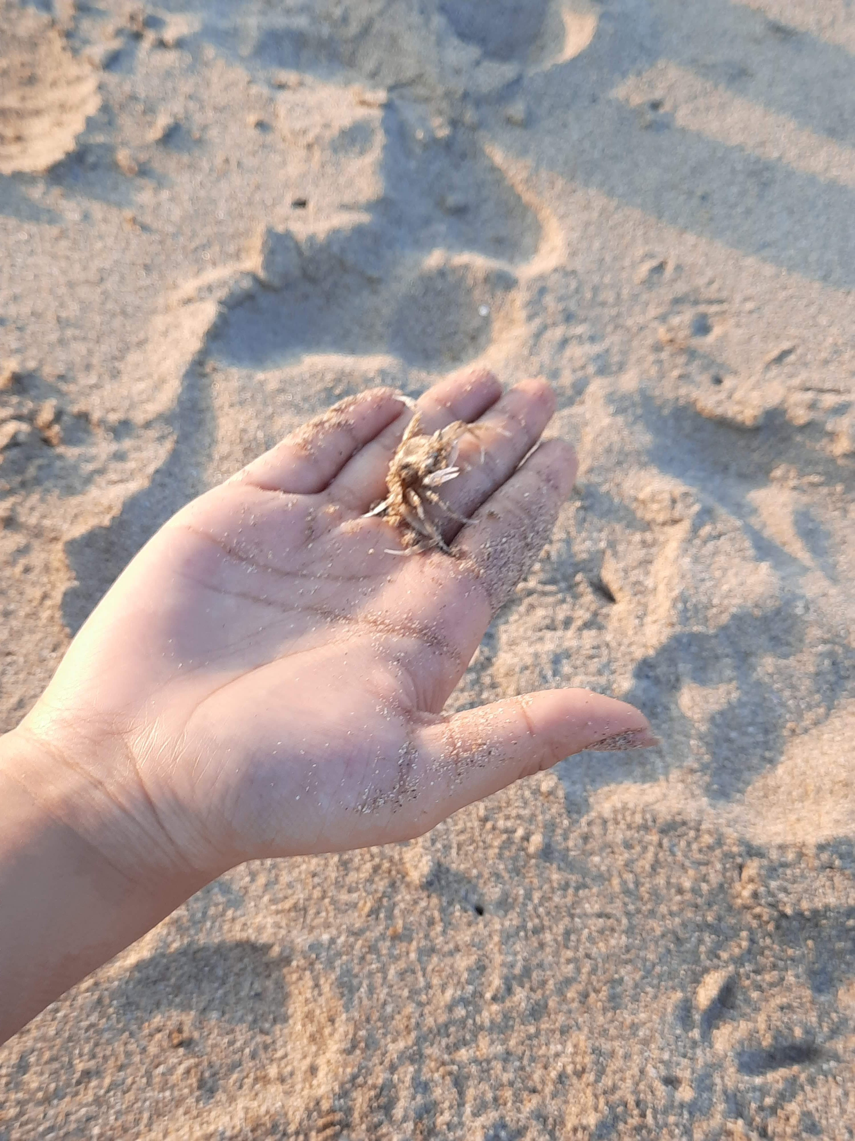 Enramada El Topo image 10