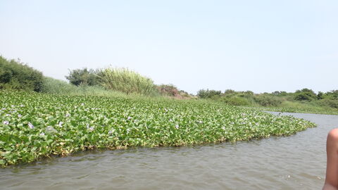 enrramada rincolandia image 7