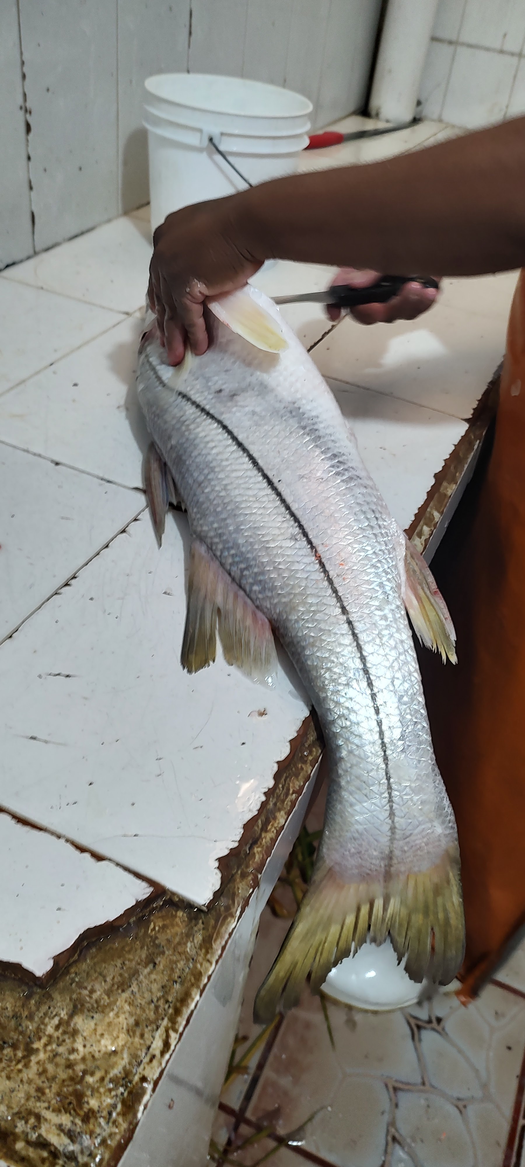 Bodega De Pesacdos Y Mariscos "Villegas" image 7