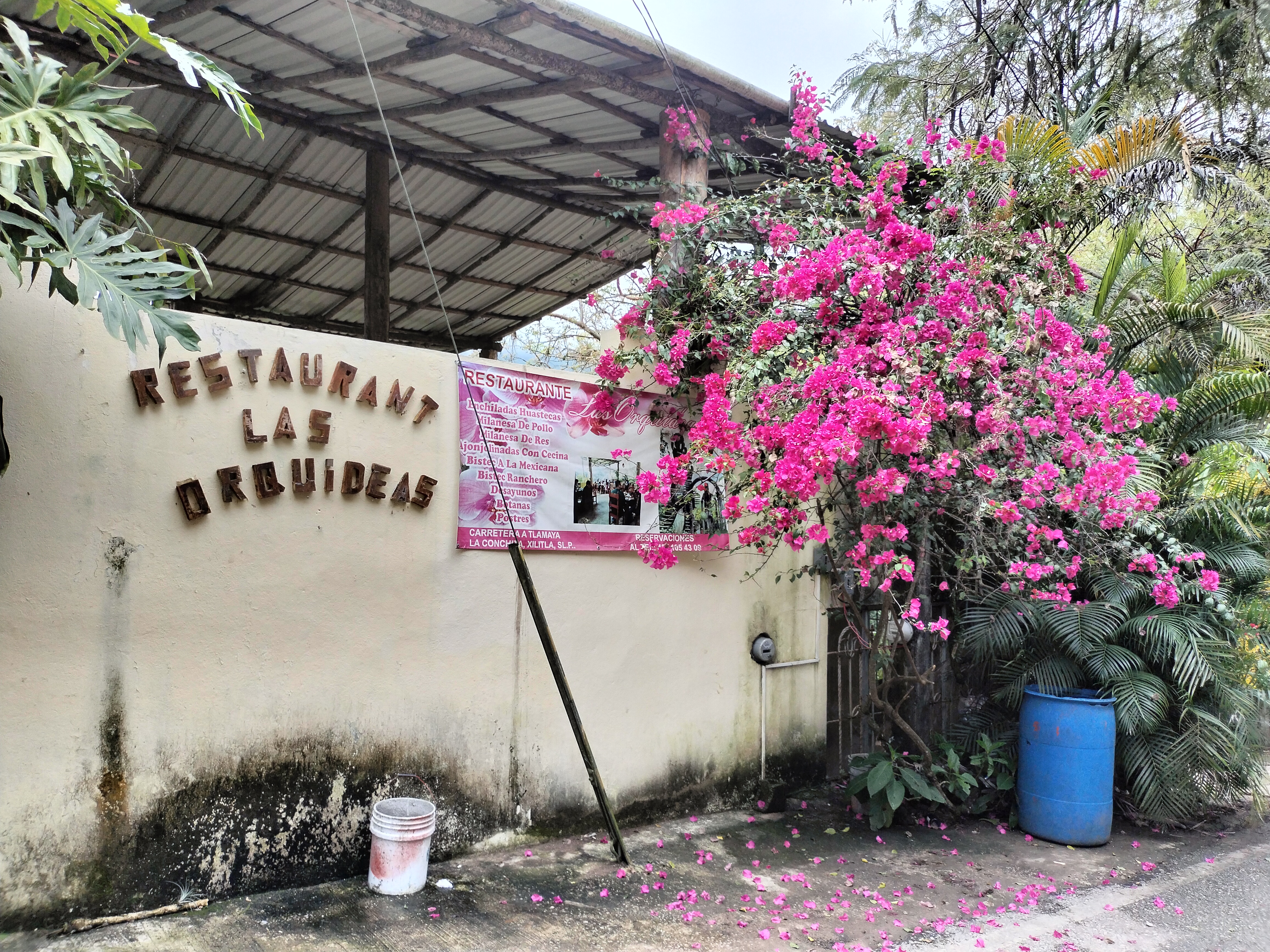 Las Orquideas image 4