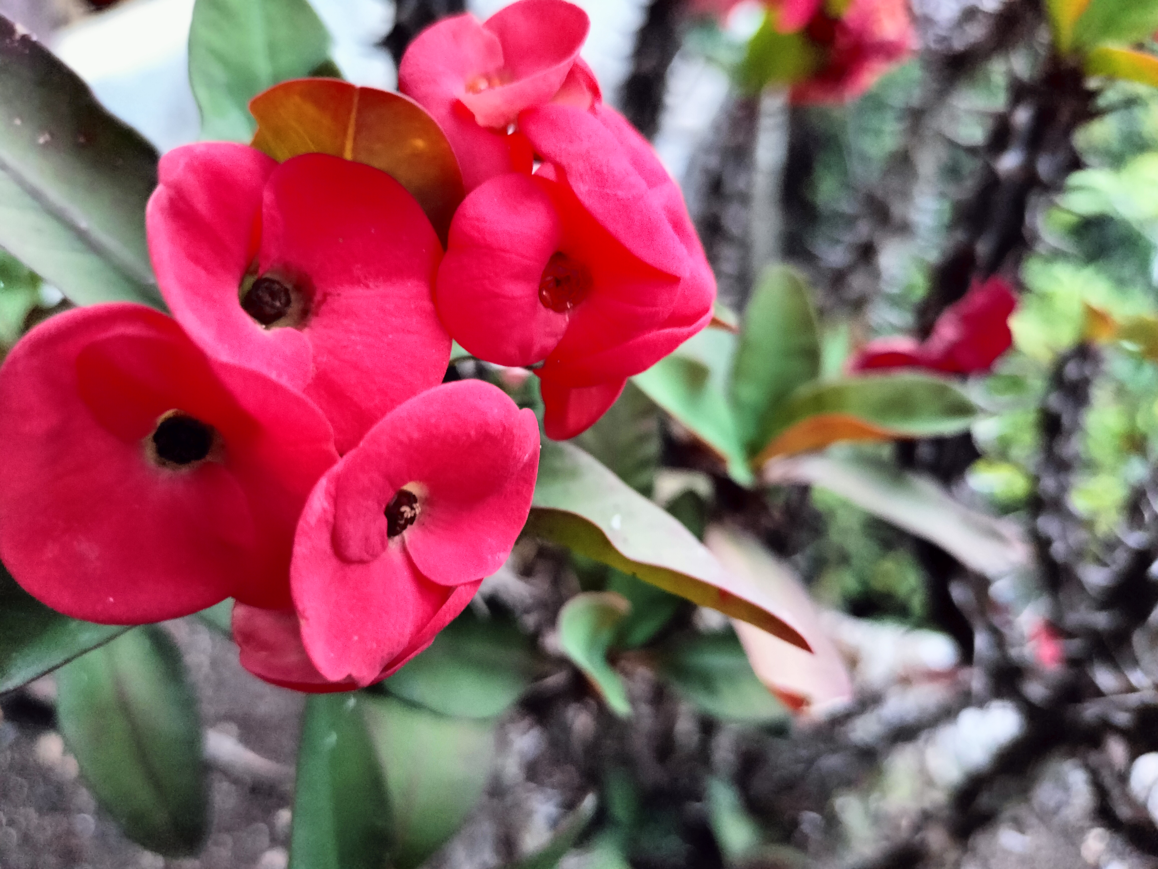 Las Orquideas image 8