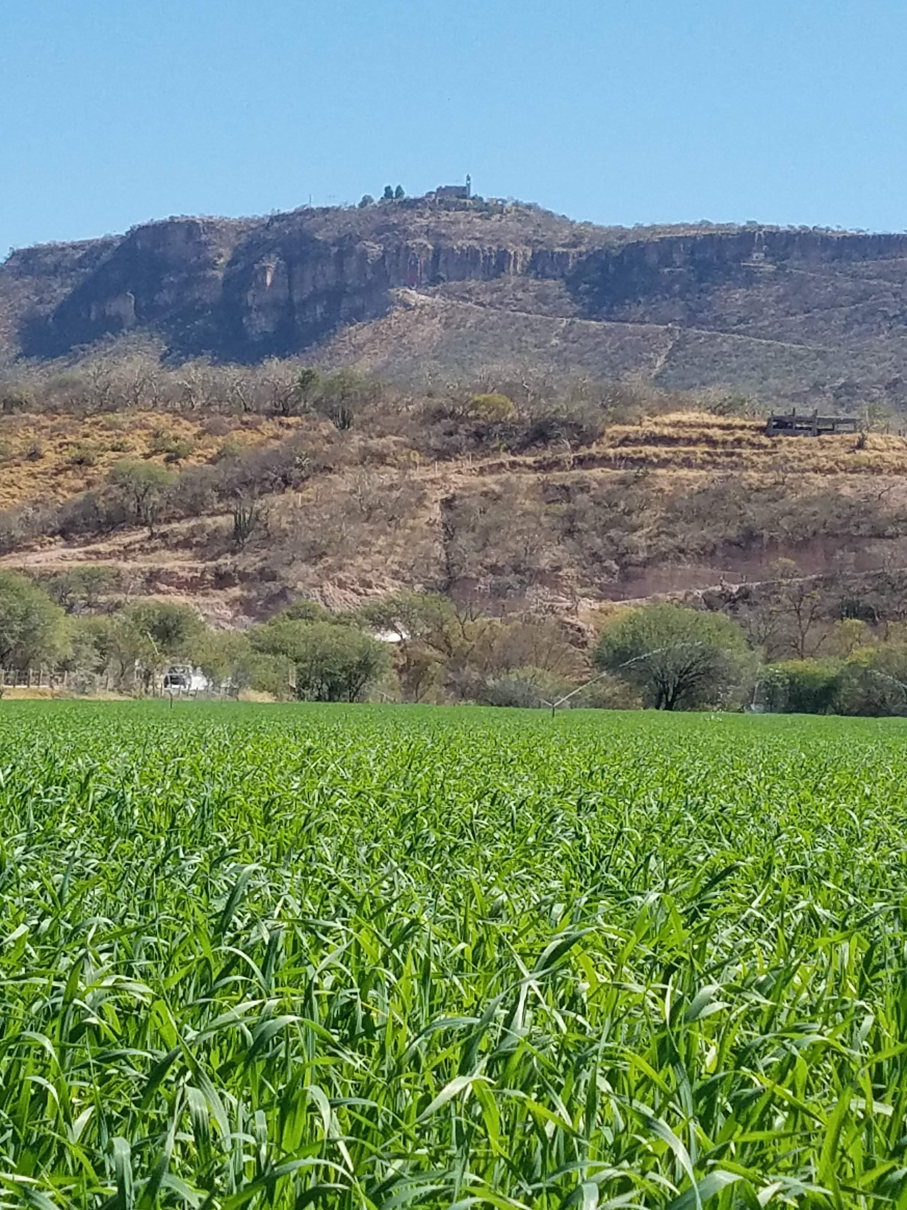 Birriería El Nogal, BIRRIA TATEMADA. image 9