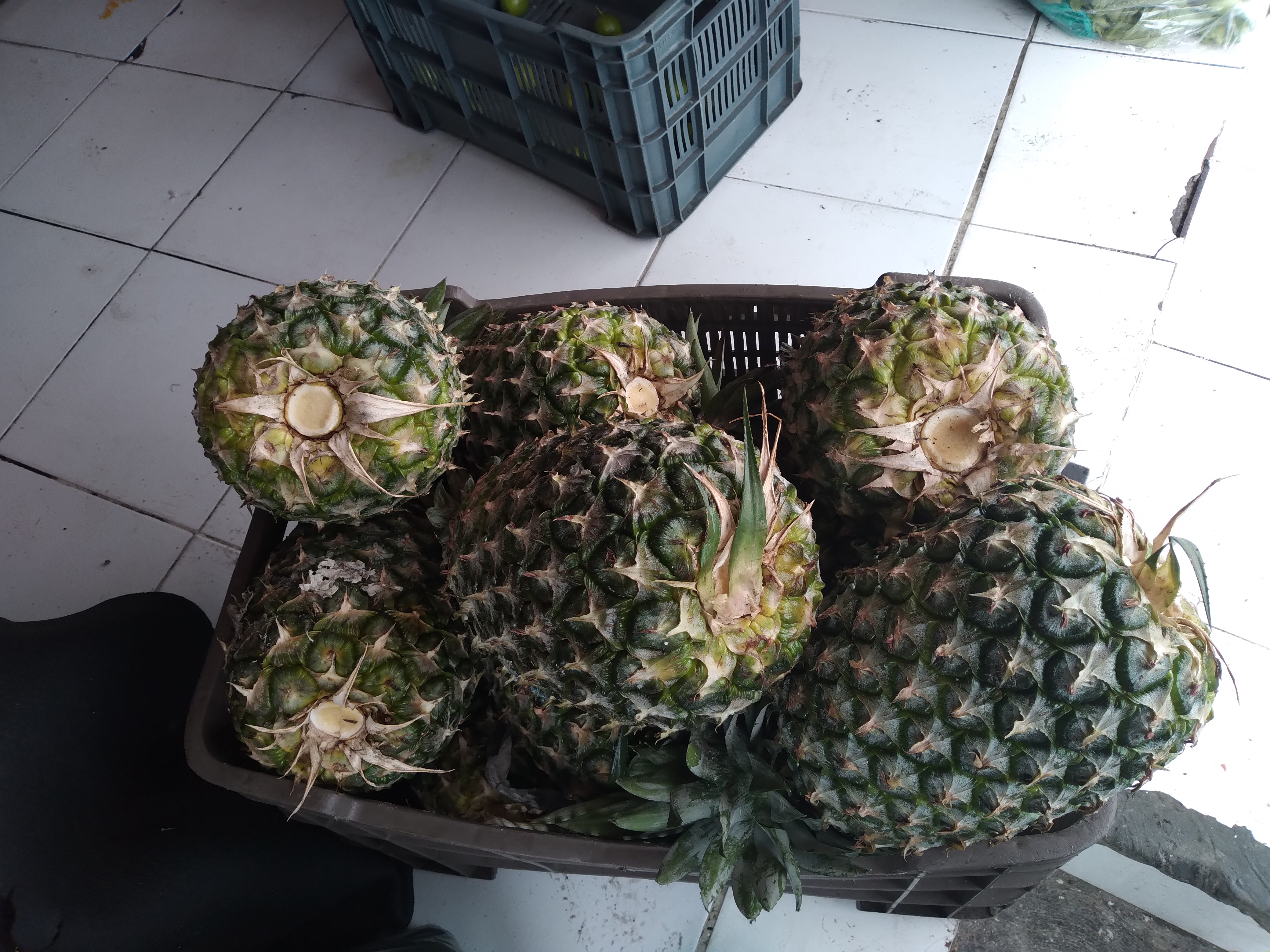 Tacos parrillada Mixe image 8