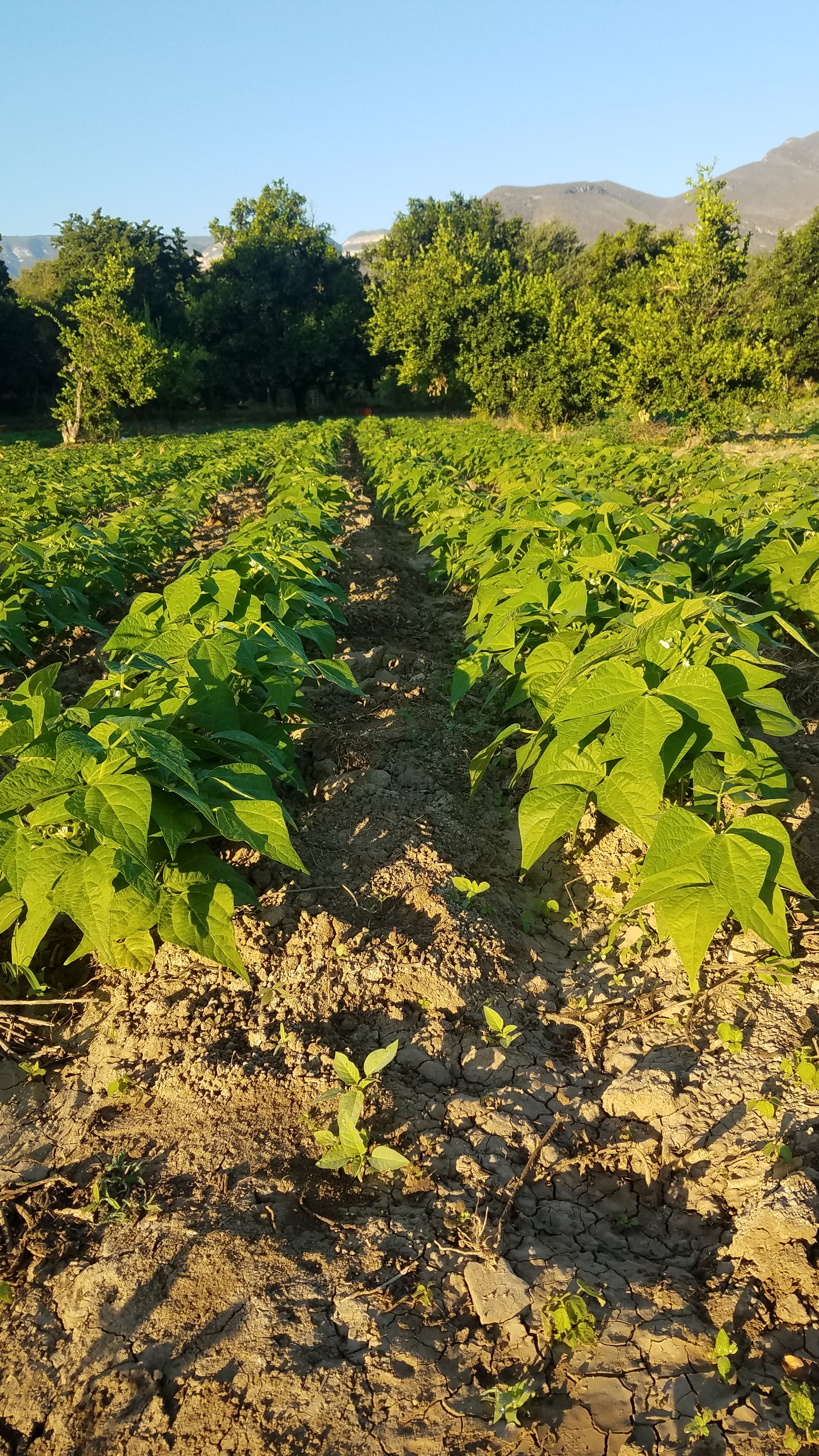 Tacos "Salsa" image 9