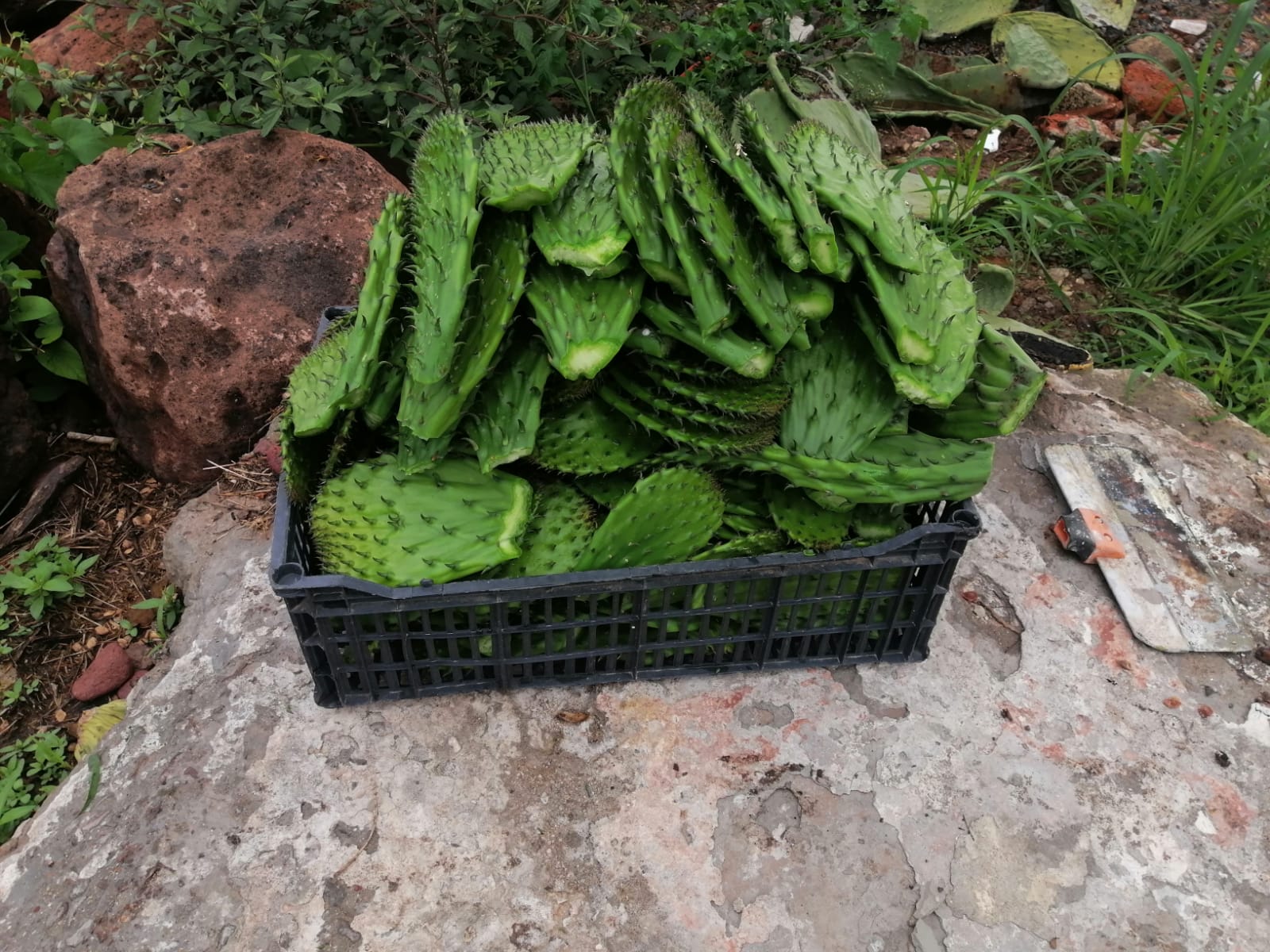 CARNITAS EL SOL image 6