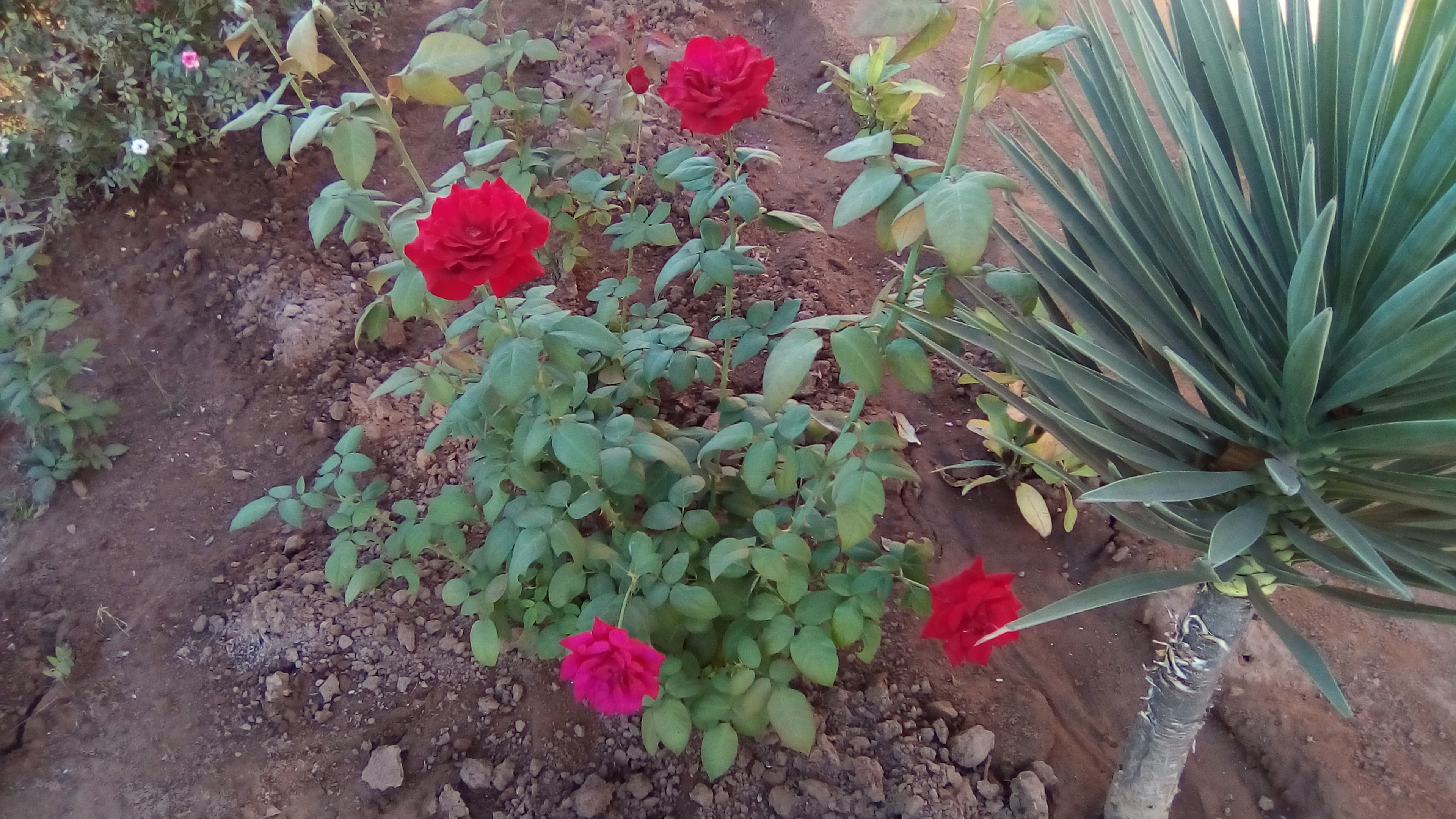 Tostitos Y Cacahuates Alfredo image 8