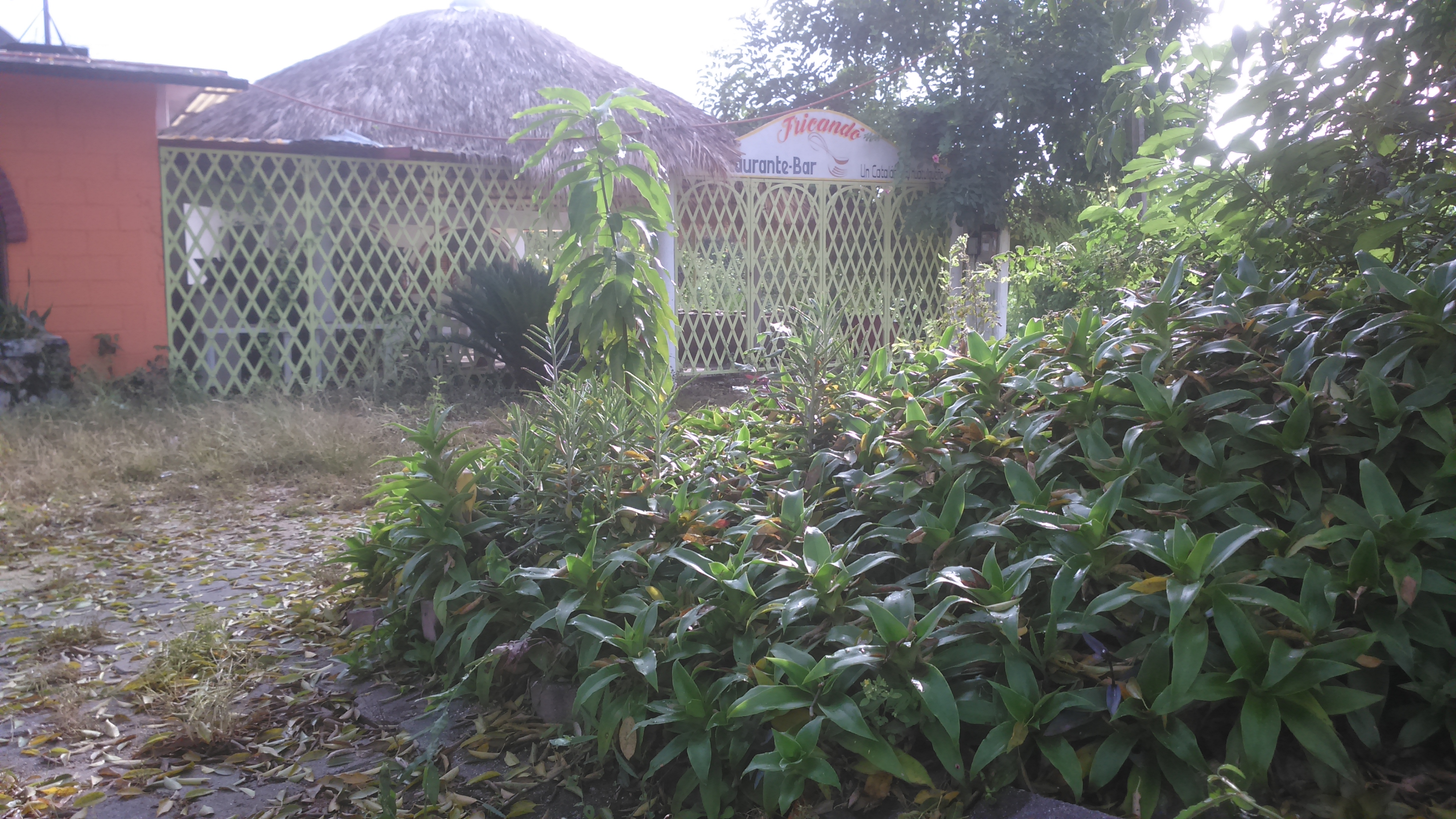 Cenaduria " El Abuelo" image 6