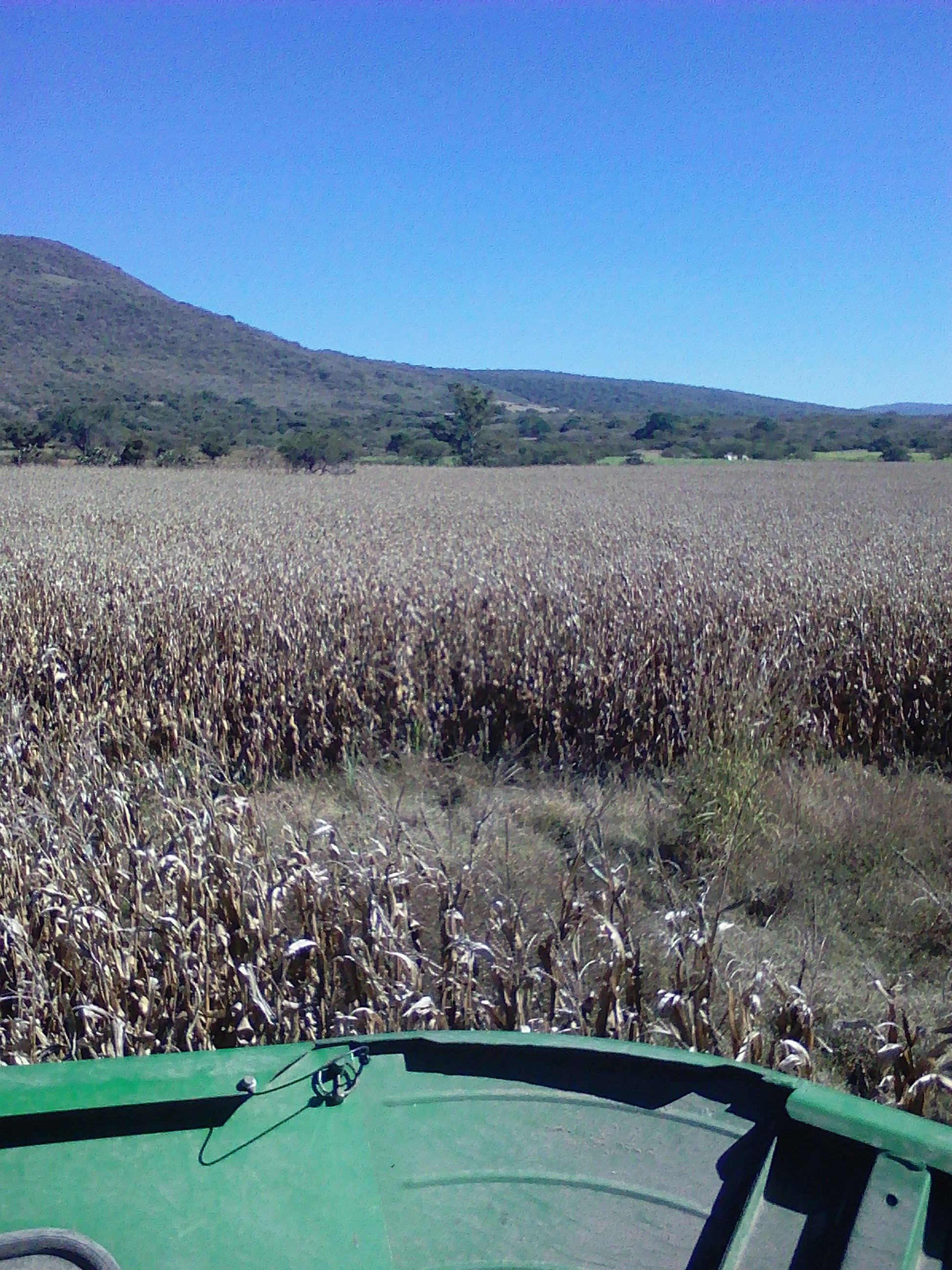 TACOS PANCHON image 1