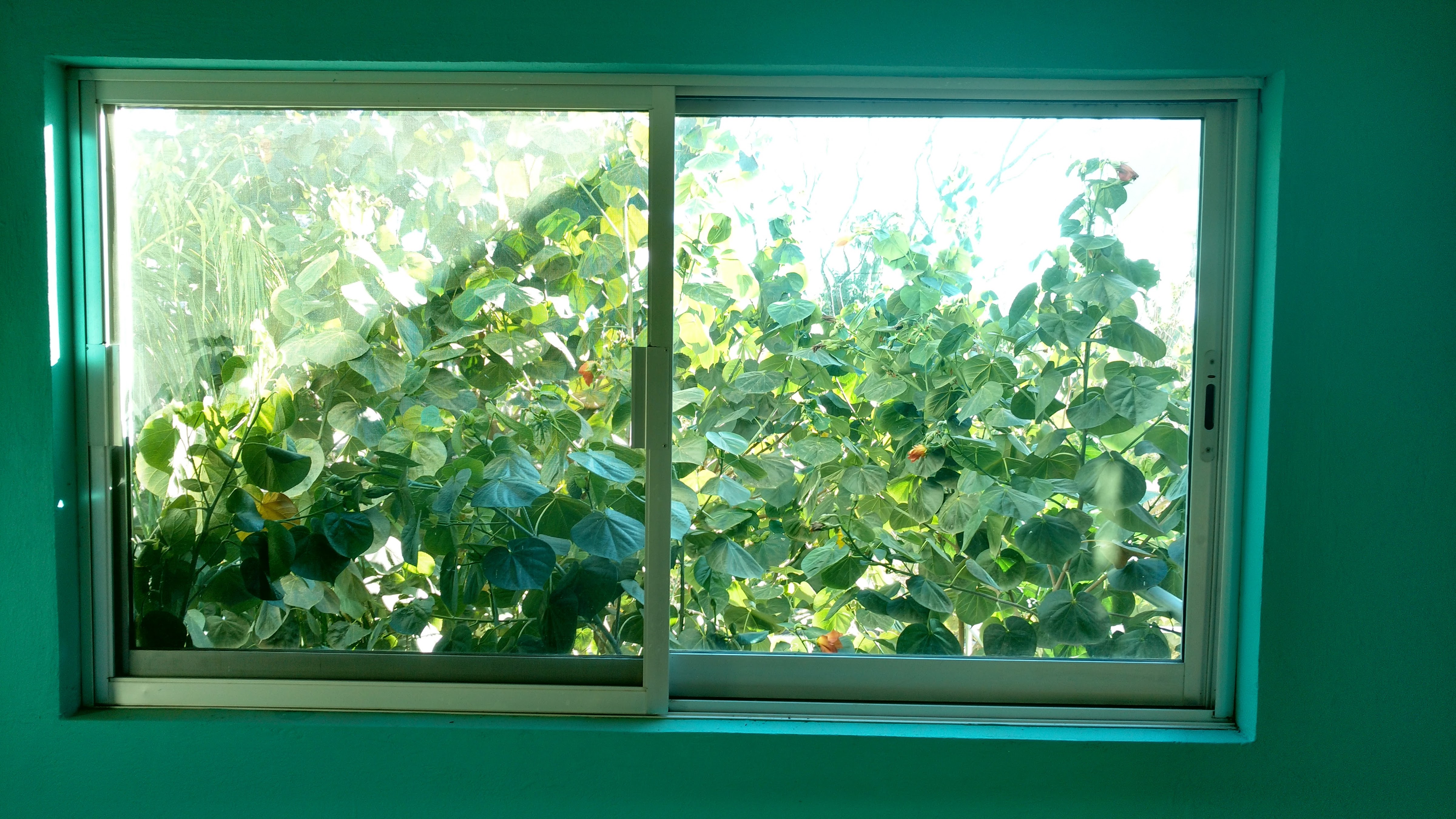 TACOS PANCHON image 2