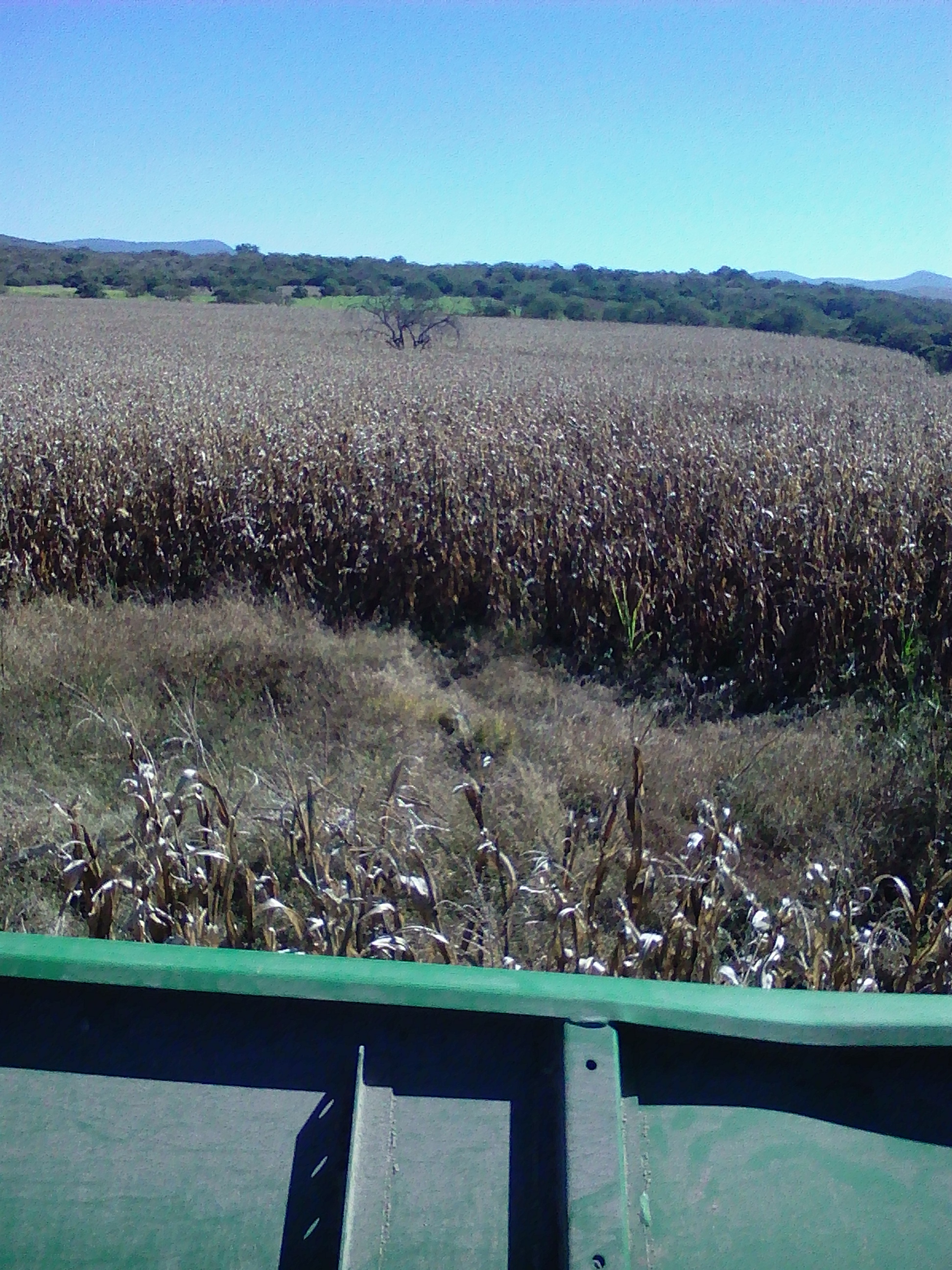 TACOS PANCHON image 6