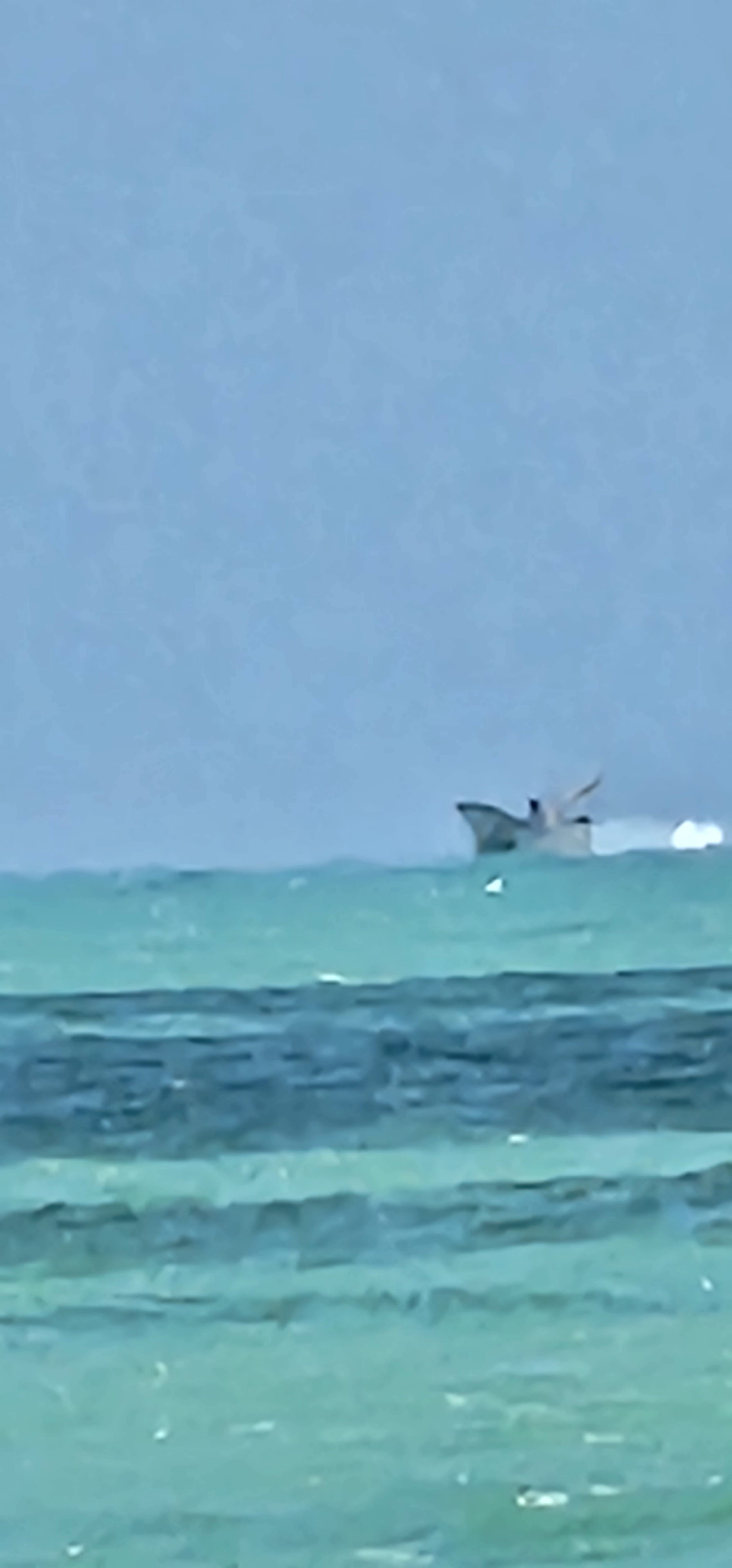 Los Pelicanos image 8