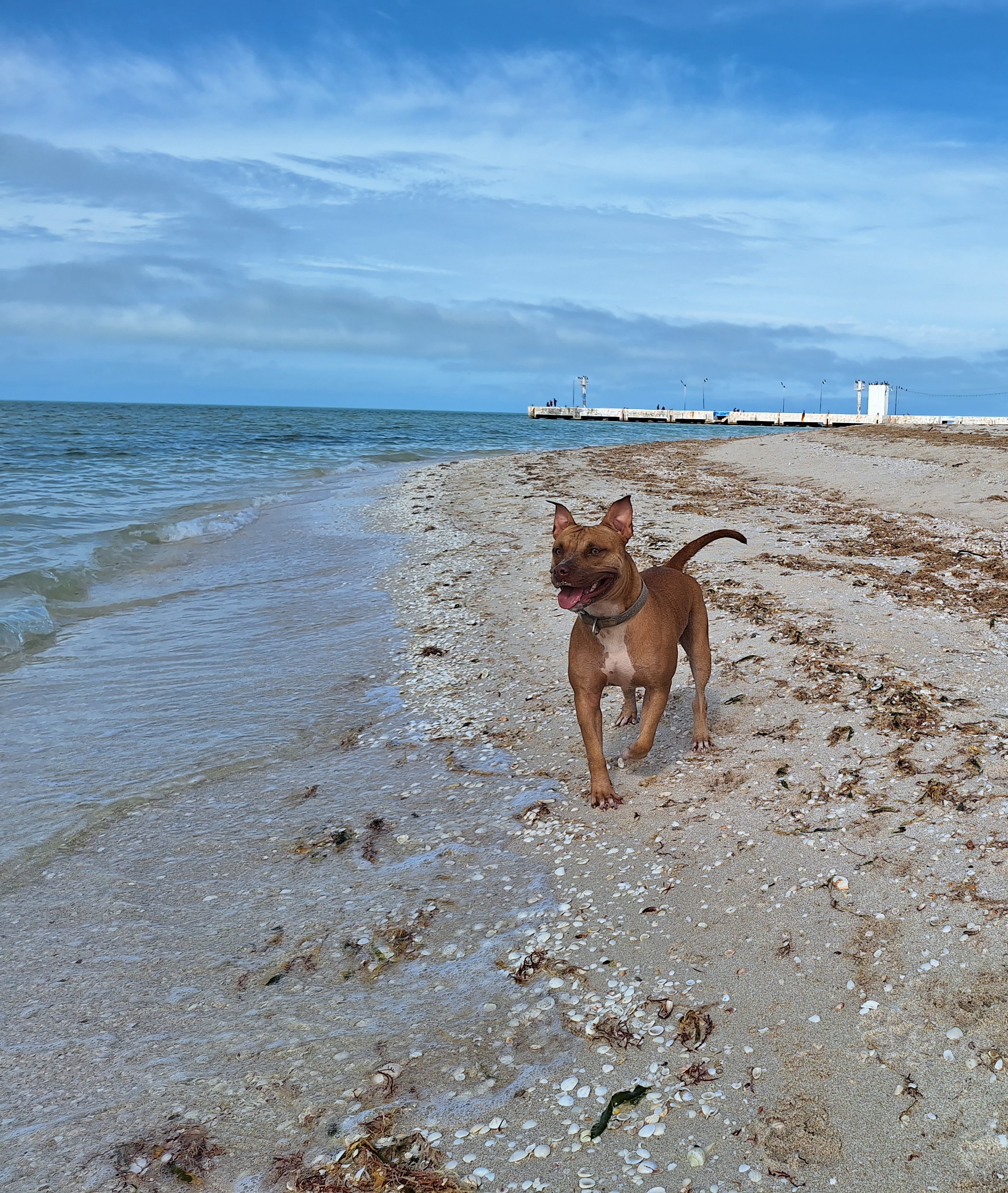 Restaurante El Coquito image 5