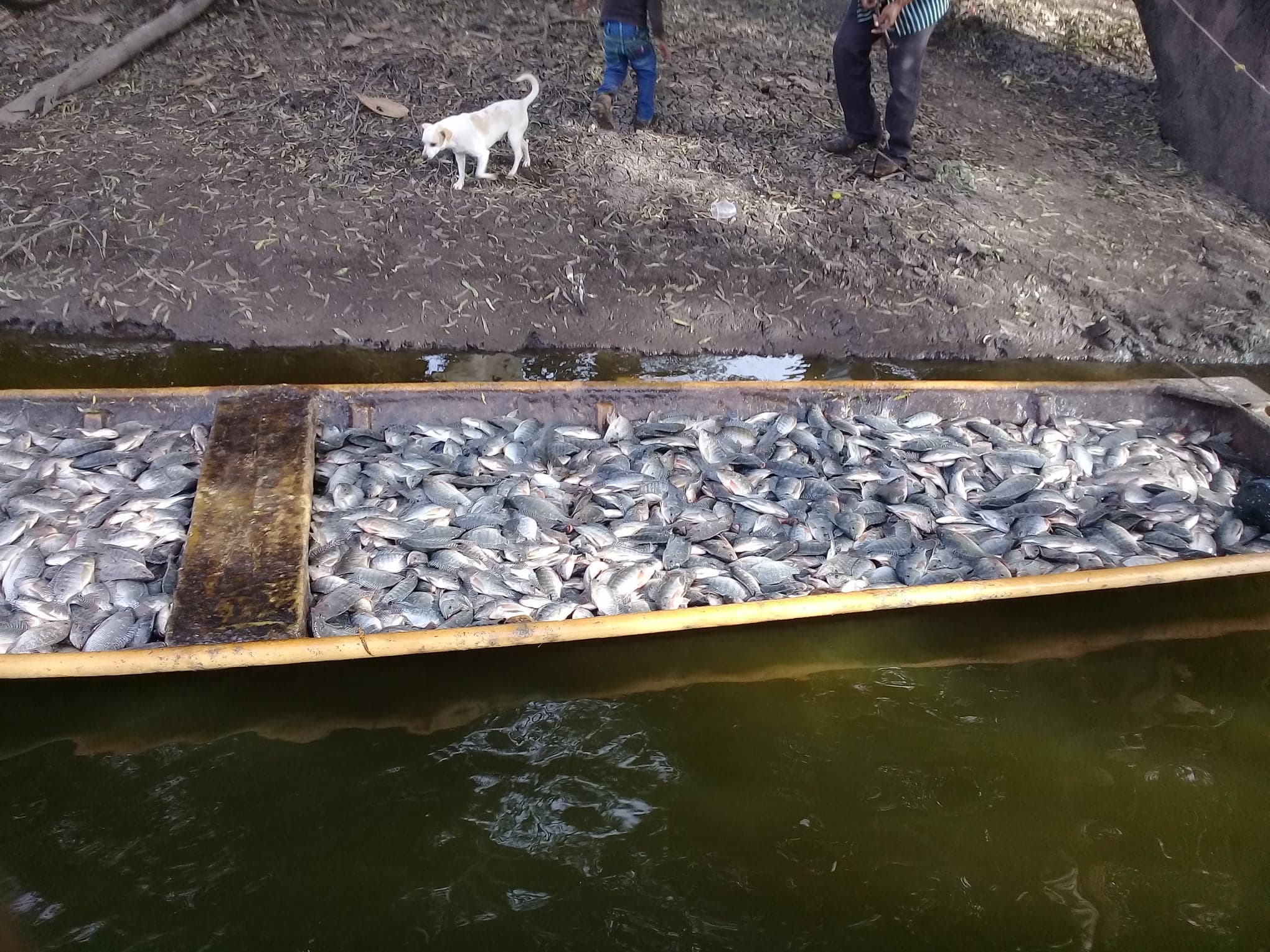 Pozole y Enchiladas Doña Carmela image 3