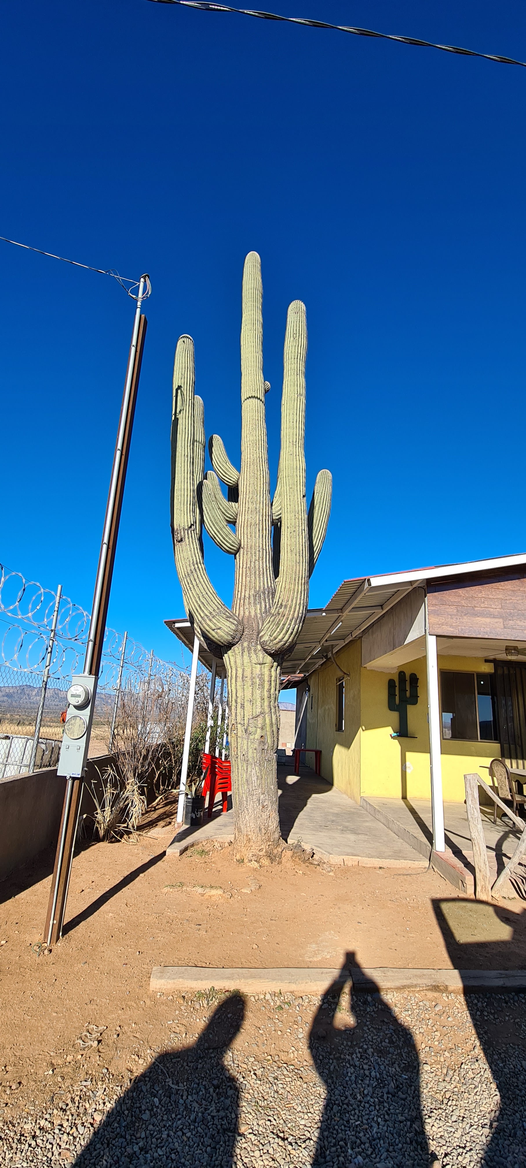 Restaurant El Sahuaro image 4