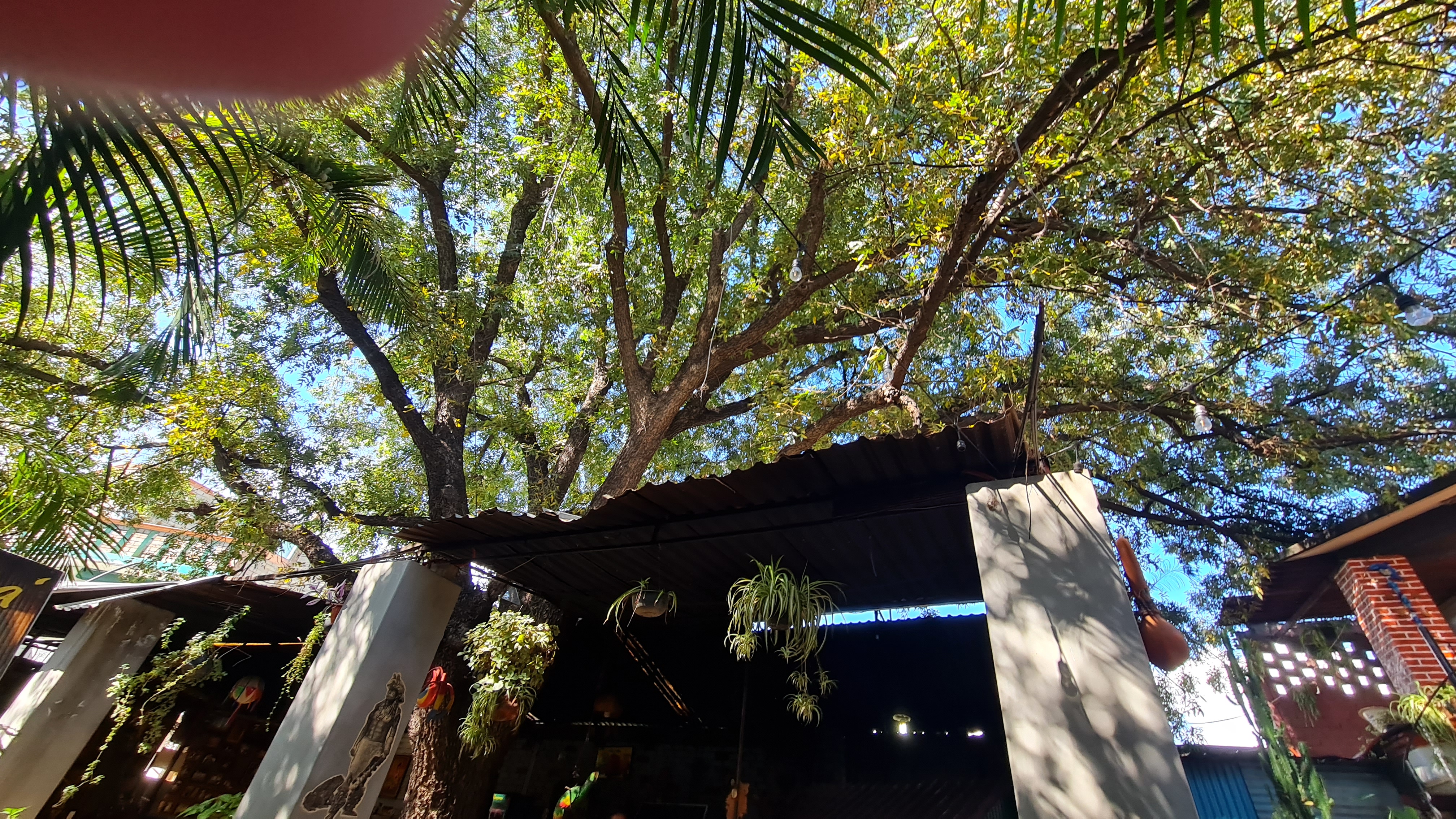 Tlayudas San Jacinto image 9