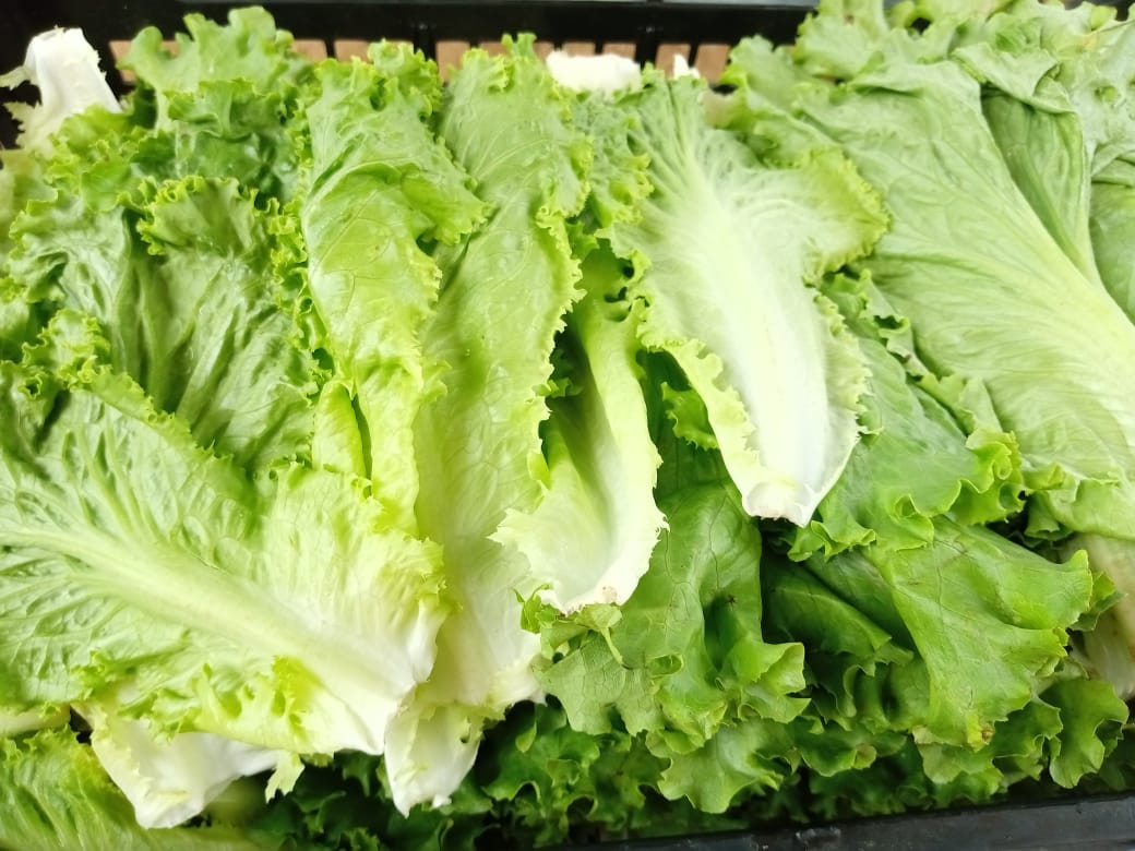 Carnitas GANDHI image 7