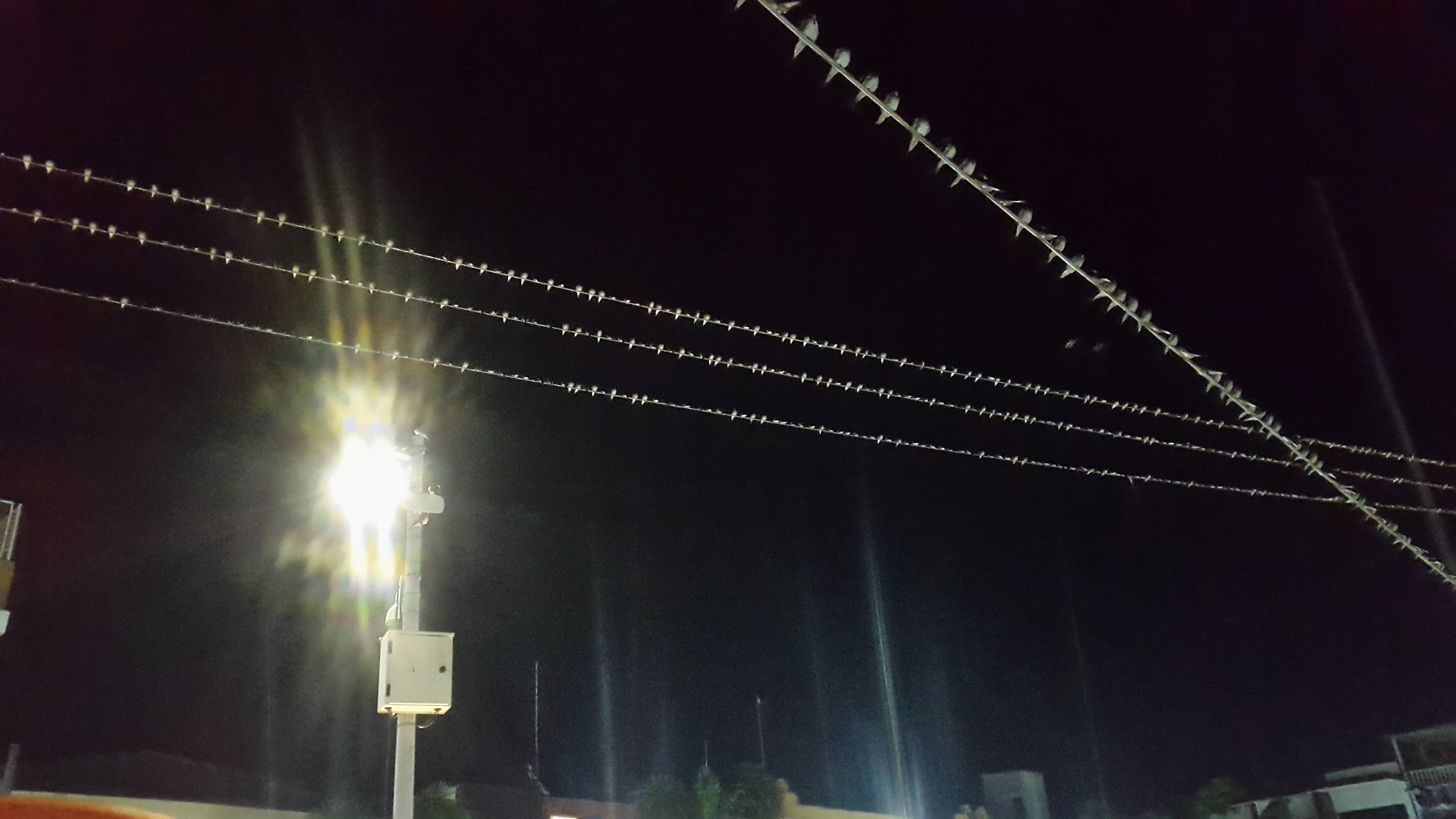 Kore's Pizza image 10