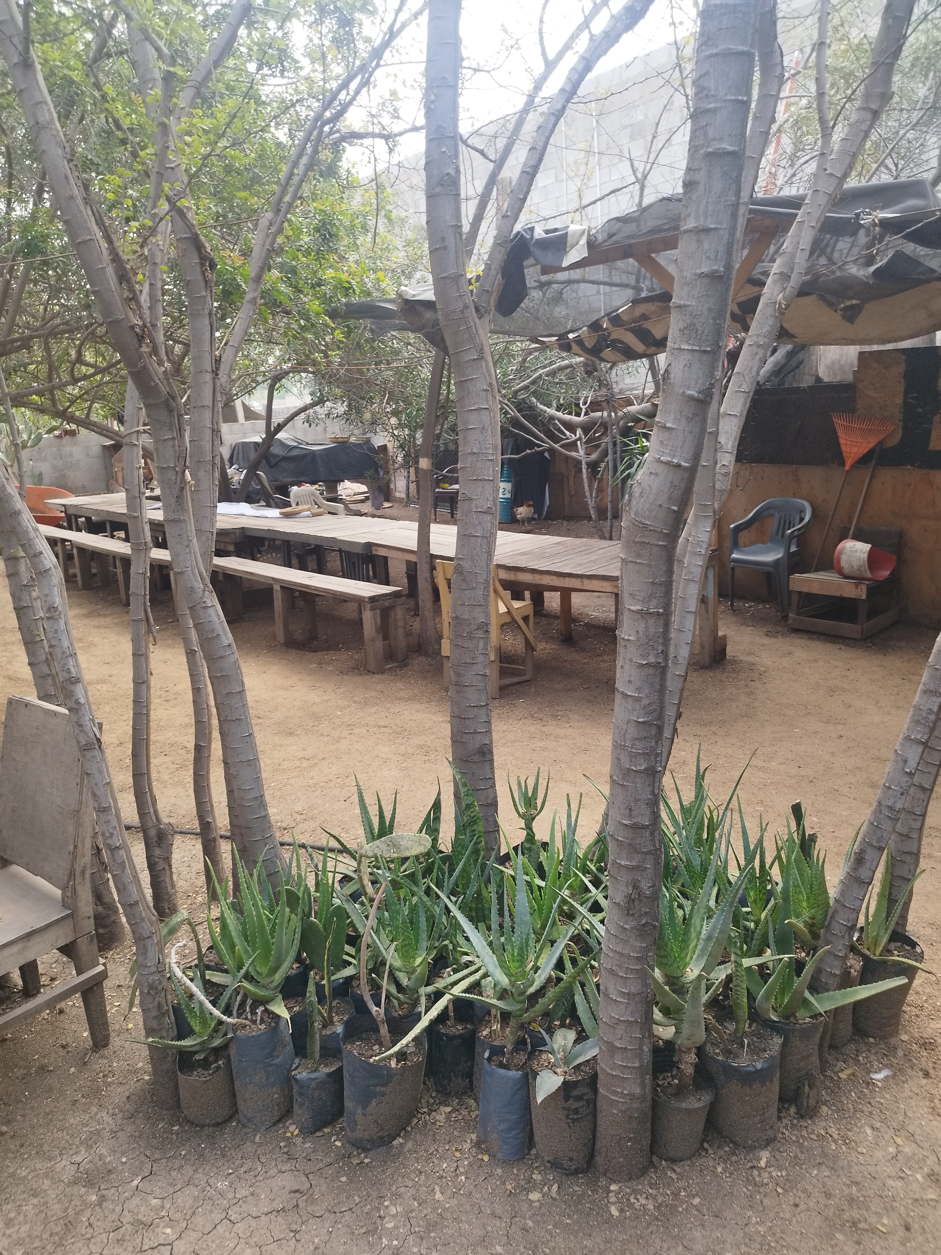 Barbacoa Don Alegrias image 3