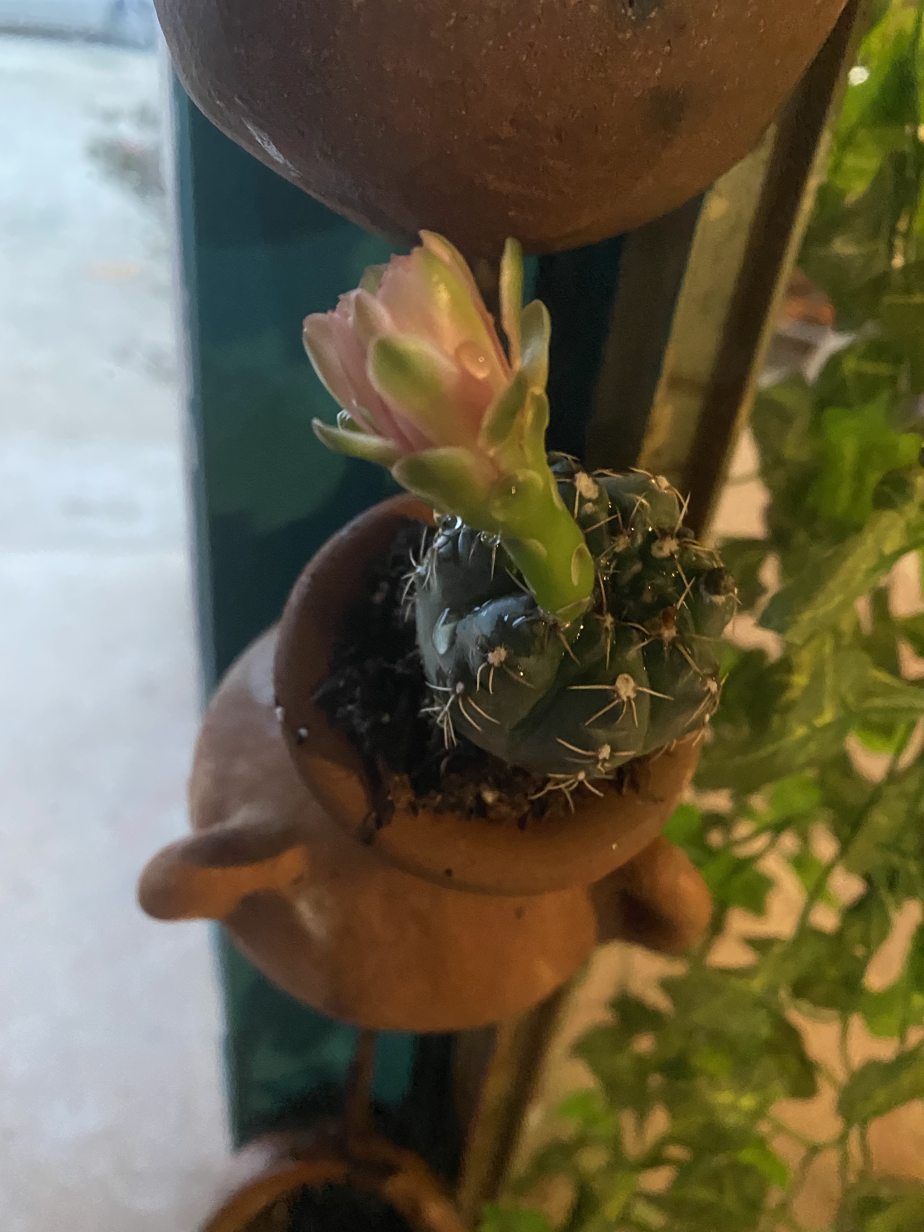 Mariscos Guerra’s image 6