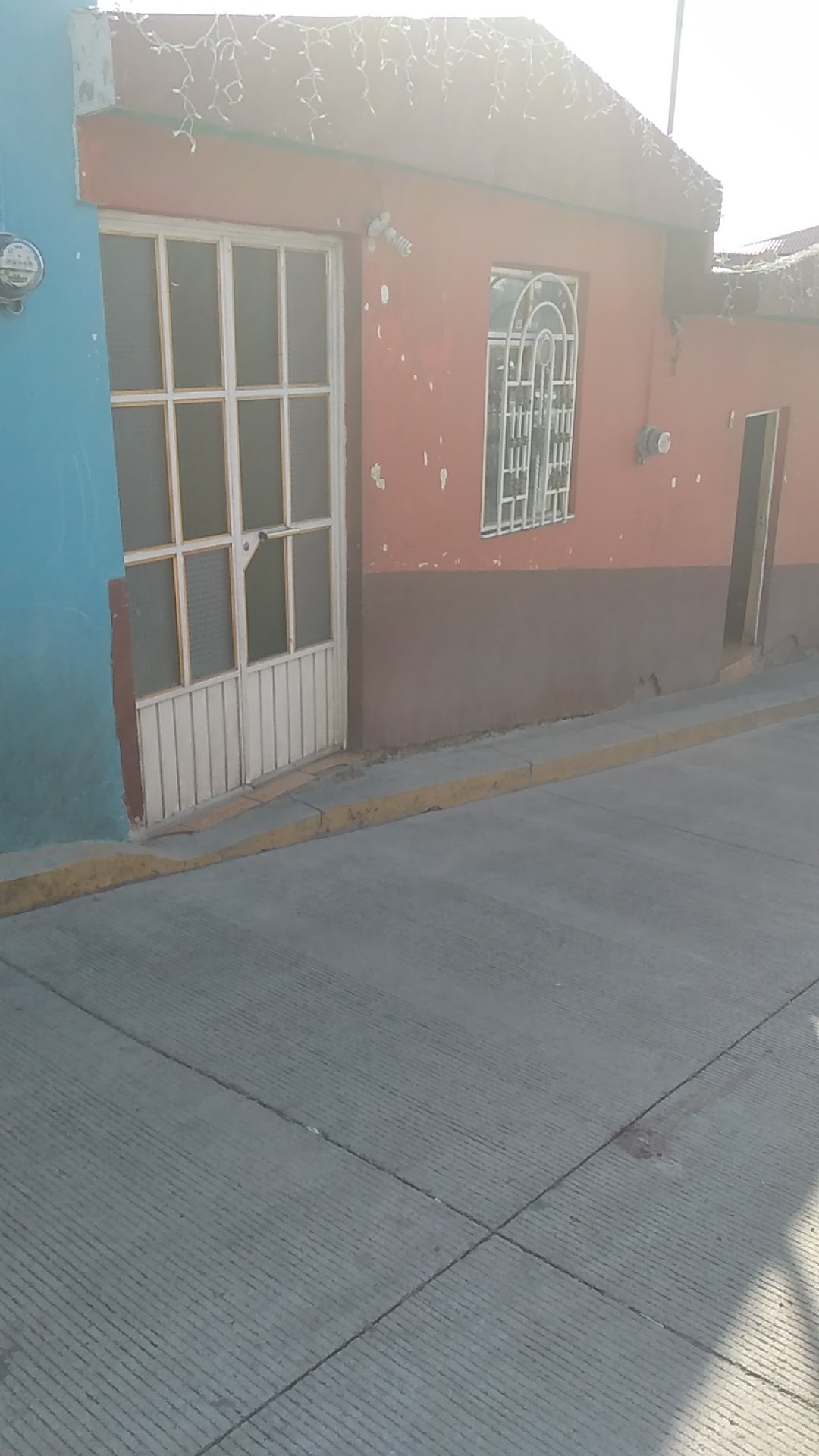 Cenaduria adela image 2