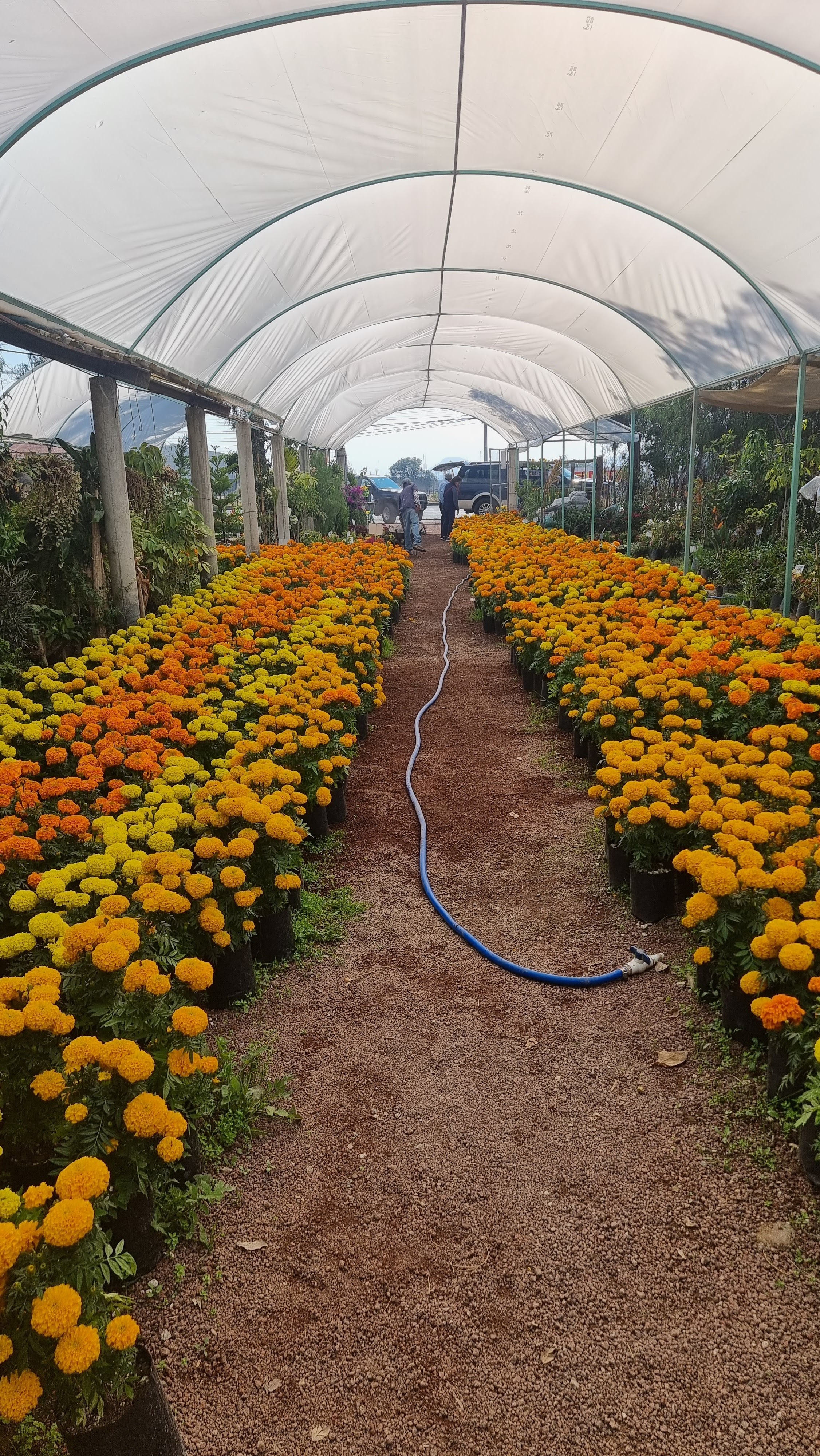 Caldos de Gallina La Redonda Tiza image 9
