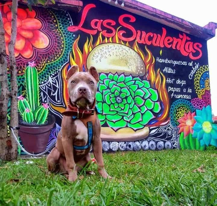 Las Suculentas Grill image 2