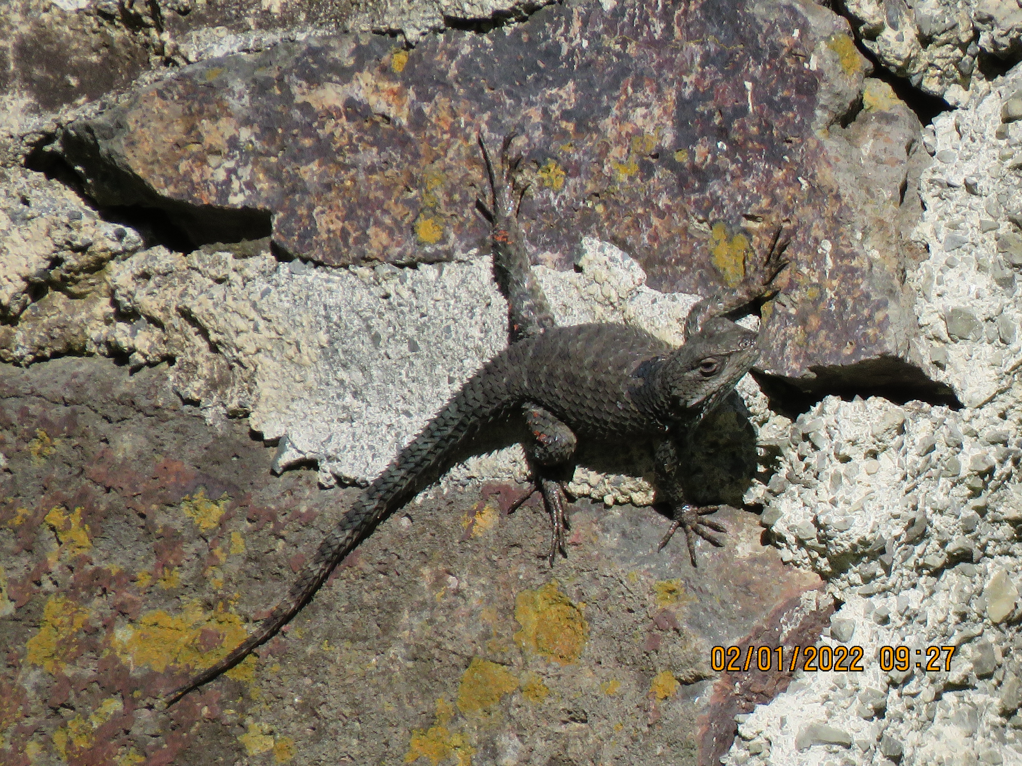 RANCHO PISCICOLA BUENA VISTA image 2