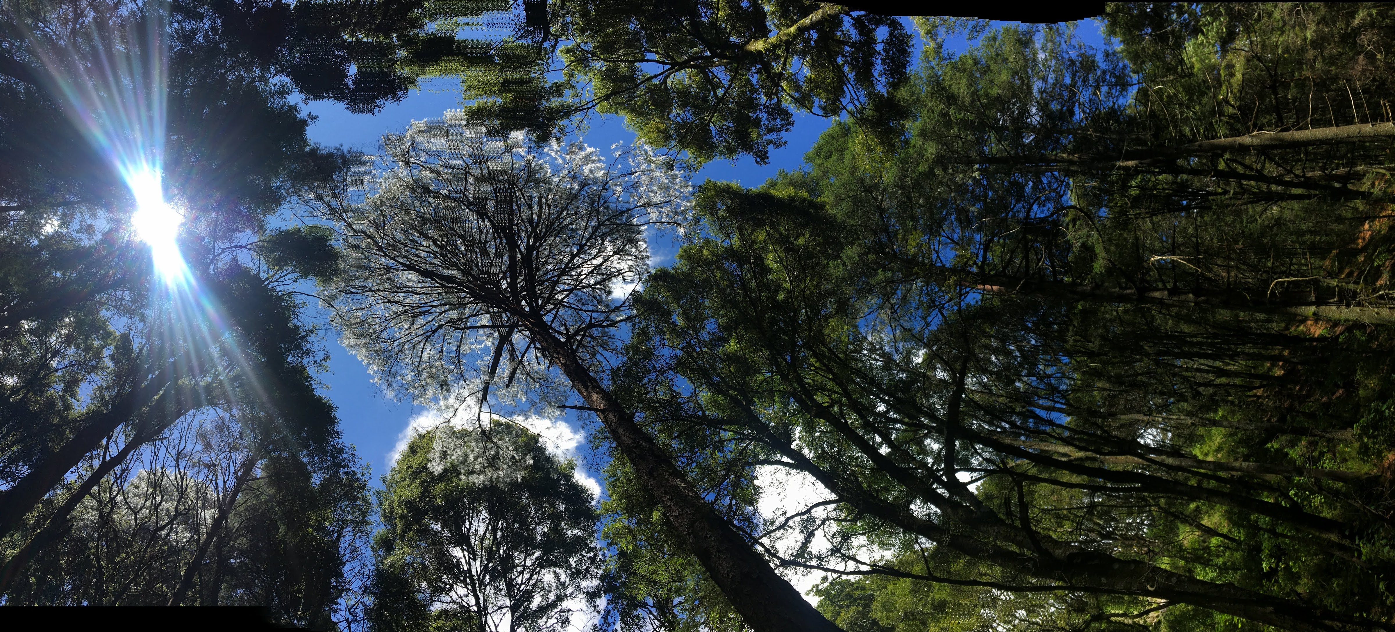 RANCHO PISCICOLA BUENA VISTA image 5