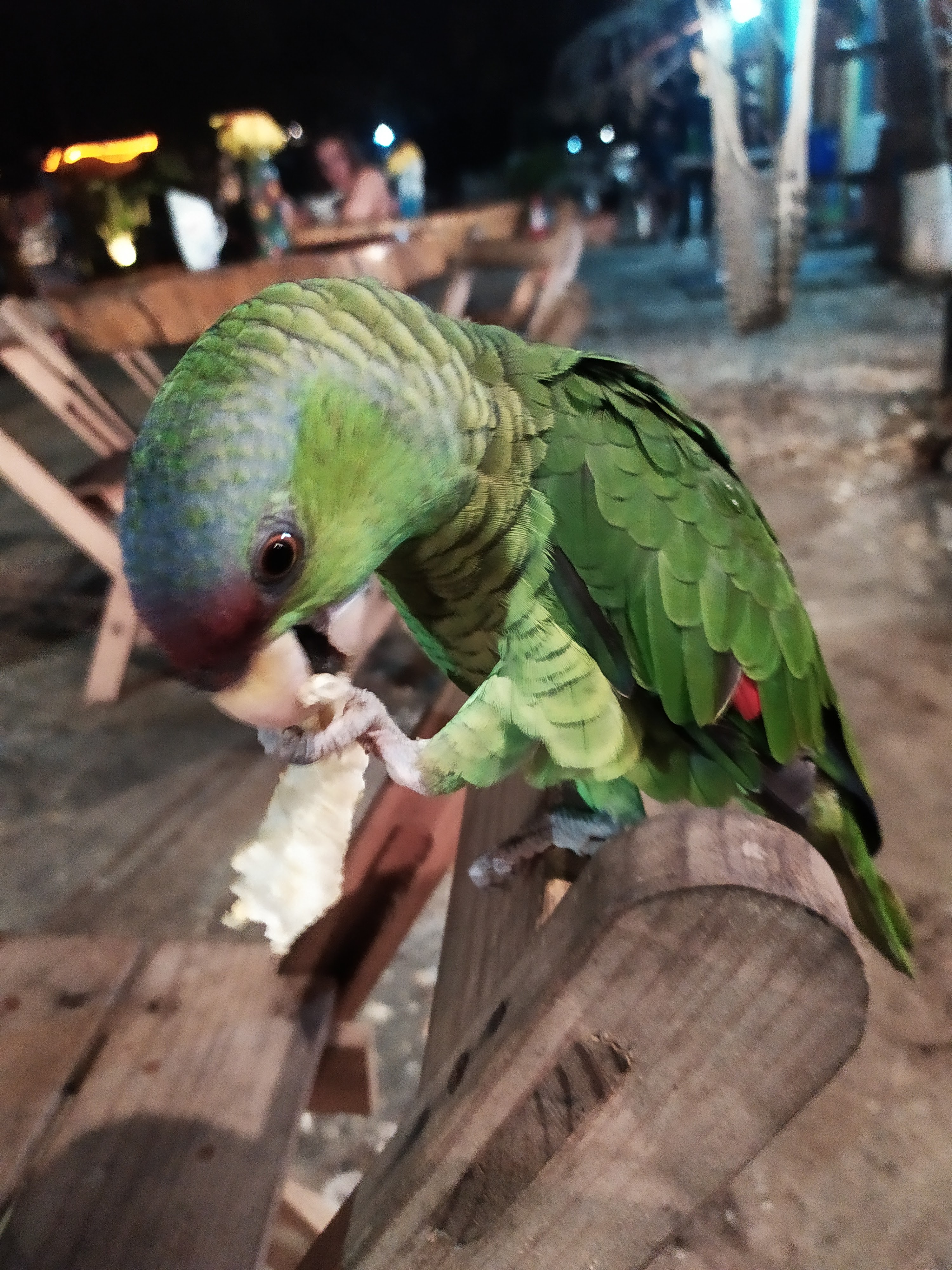 AMOKI JR. La Casa Del BIG Burrito Punta Zicatela image 7