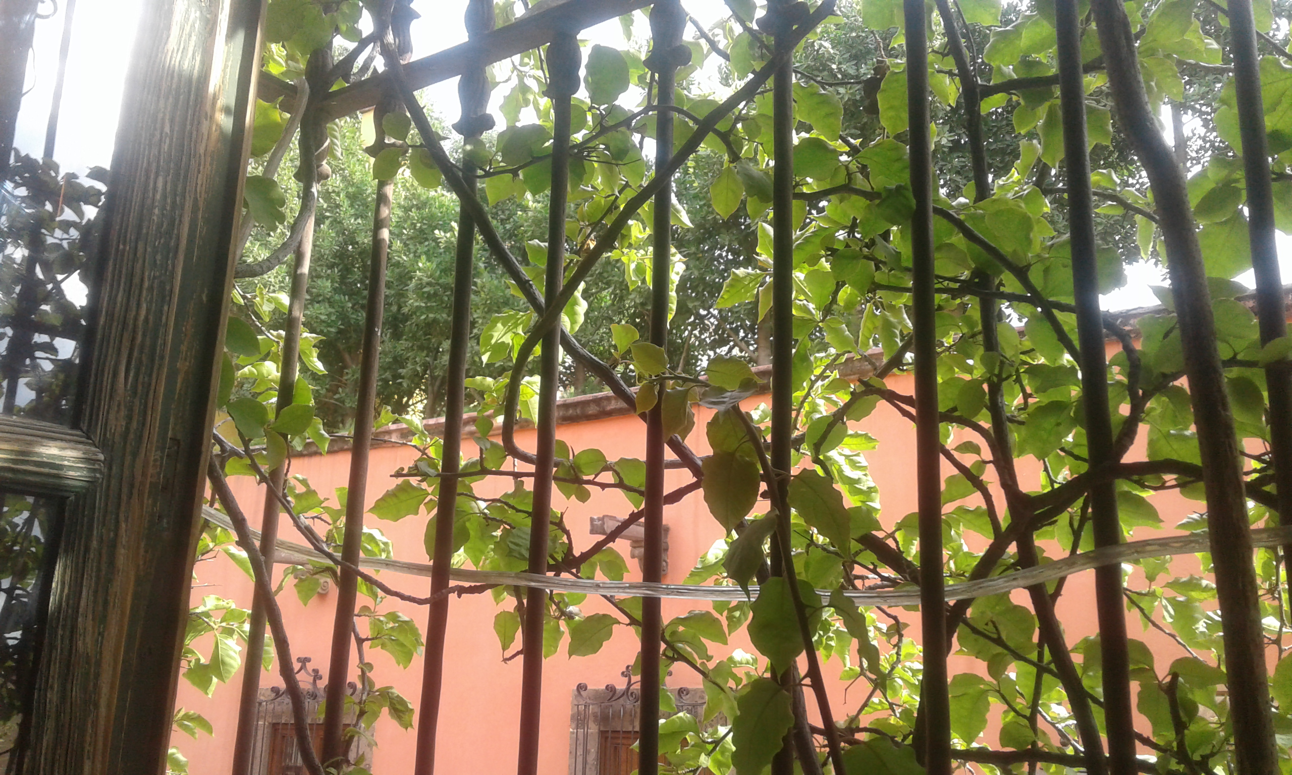 LA GROTTA 1989 San Miguel de Allende image 9