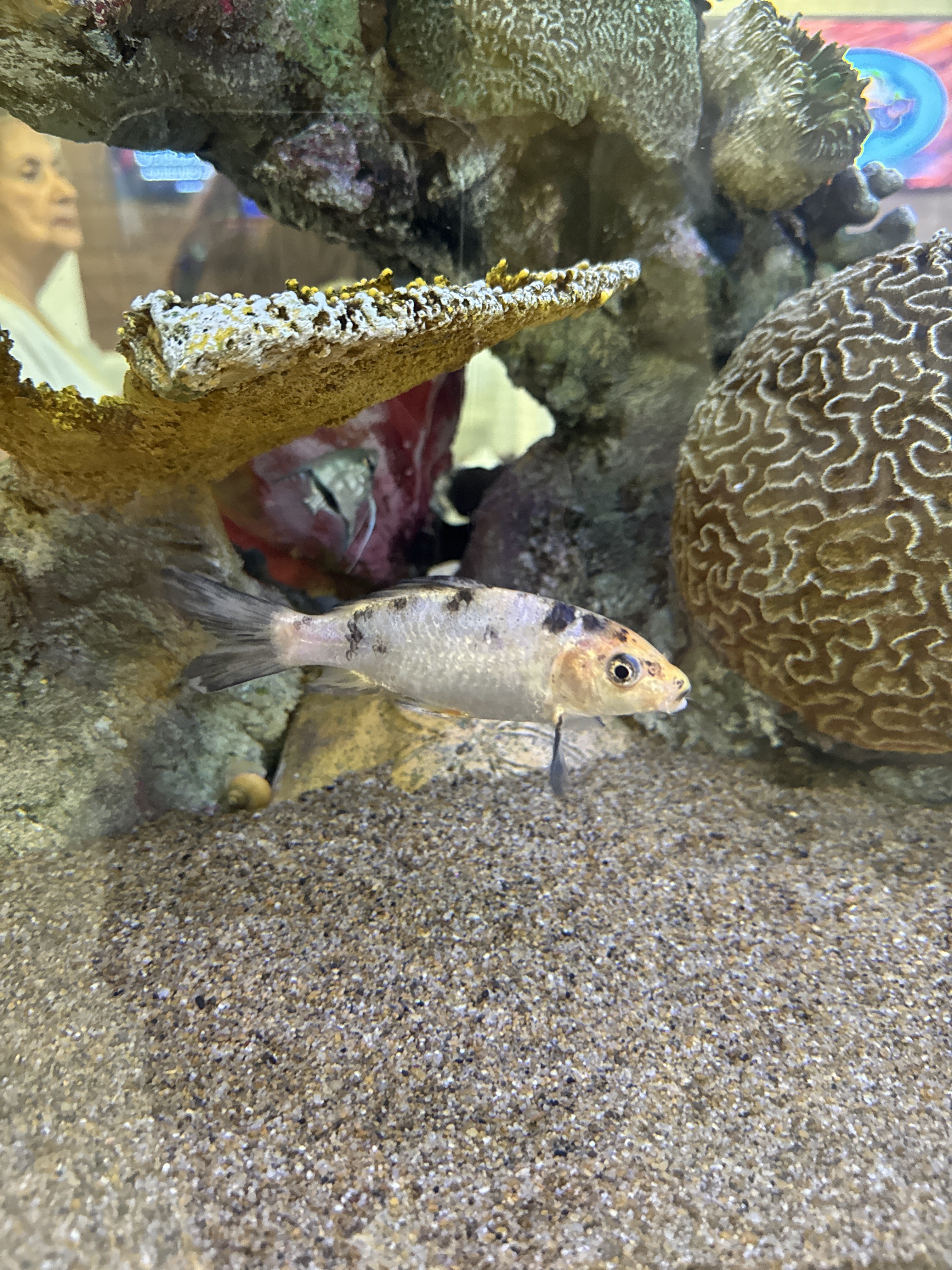 Restaurante Abadía image 6